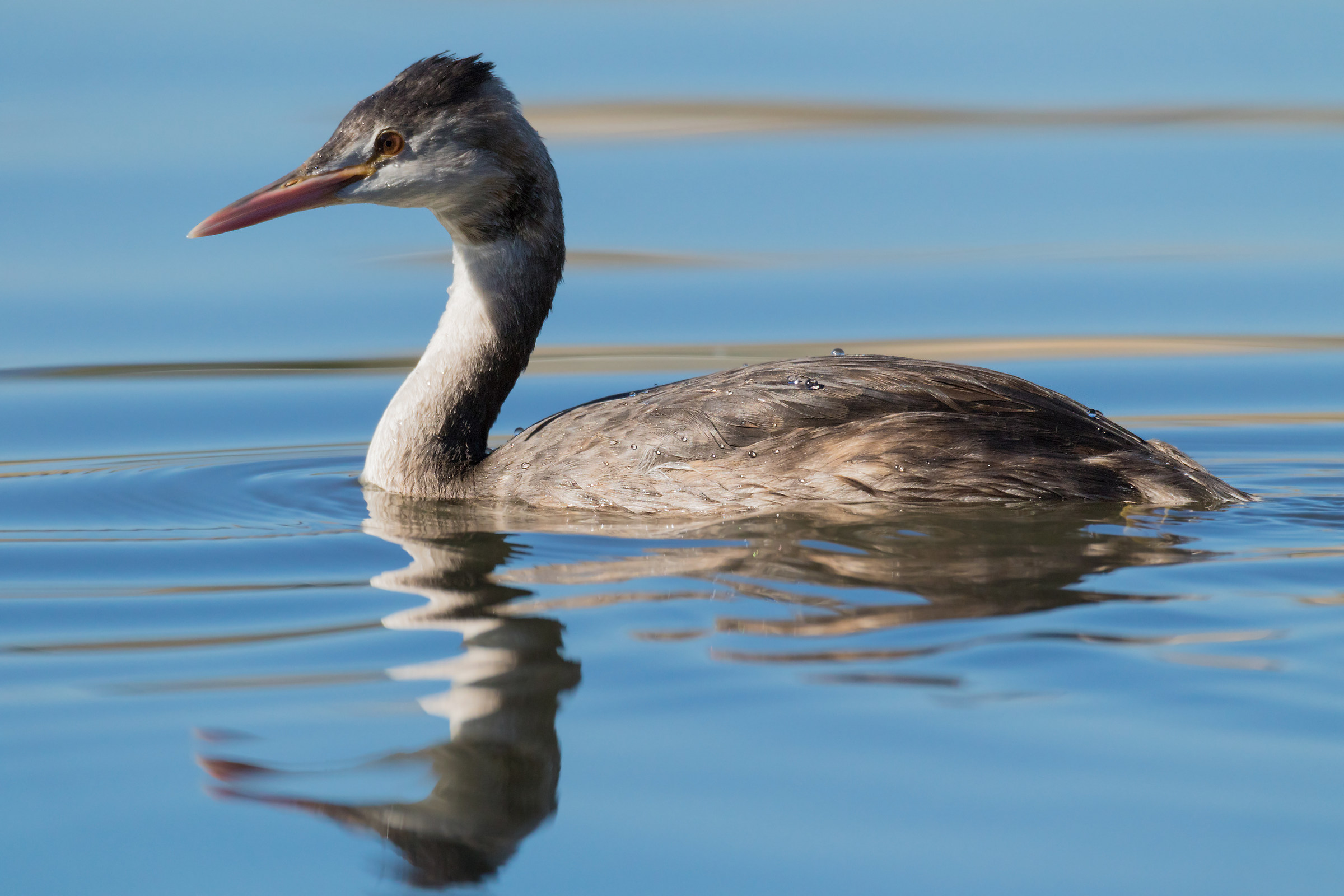 Great Crested Grebe young