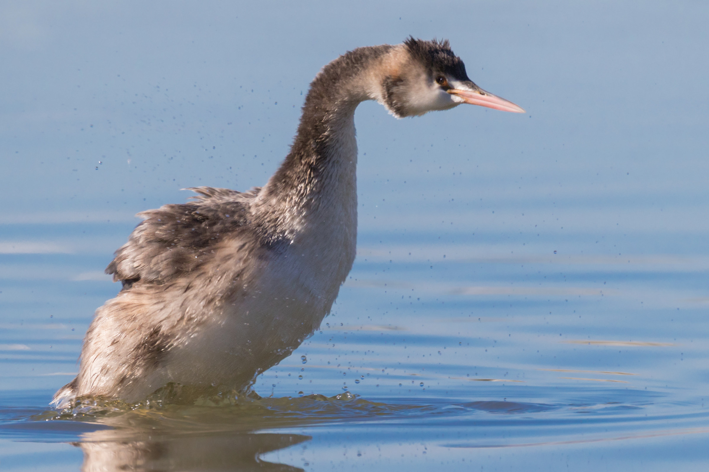 Great Crested Grebe young
