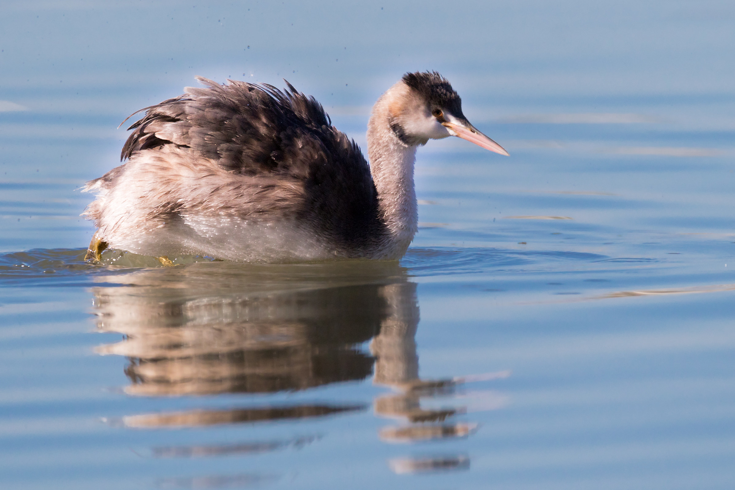 Great Crested Grebe young