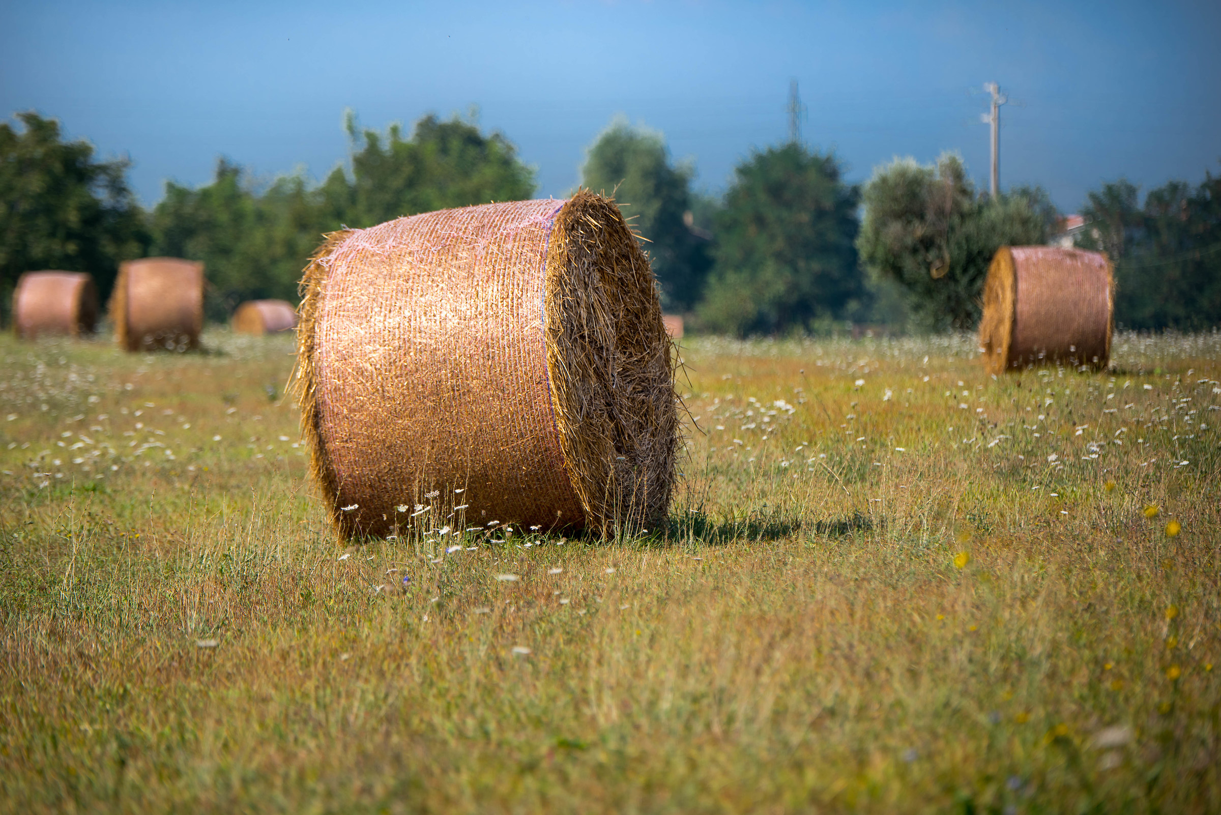 Roll of hay