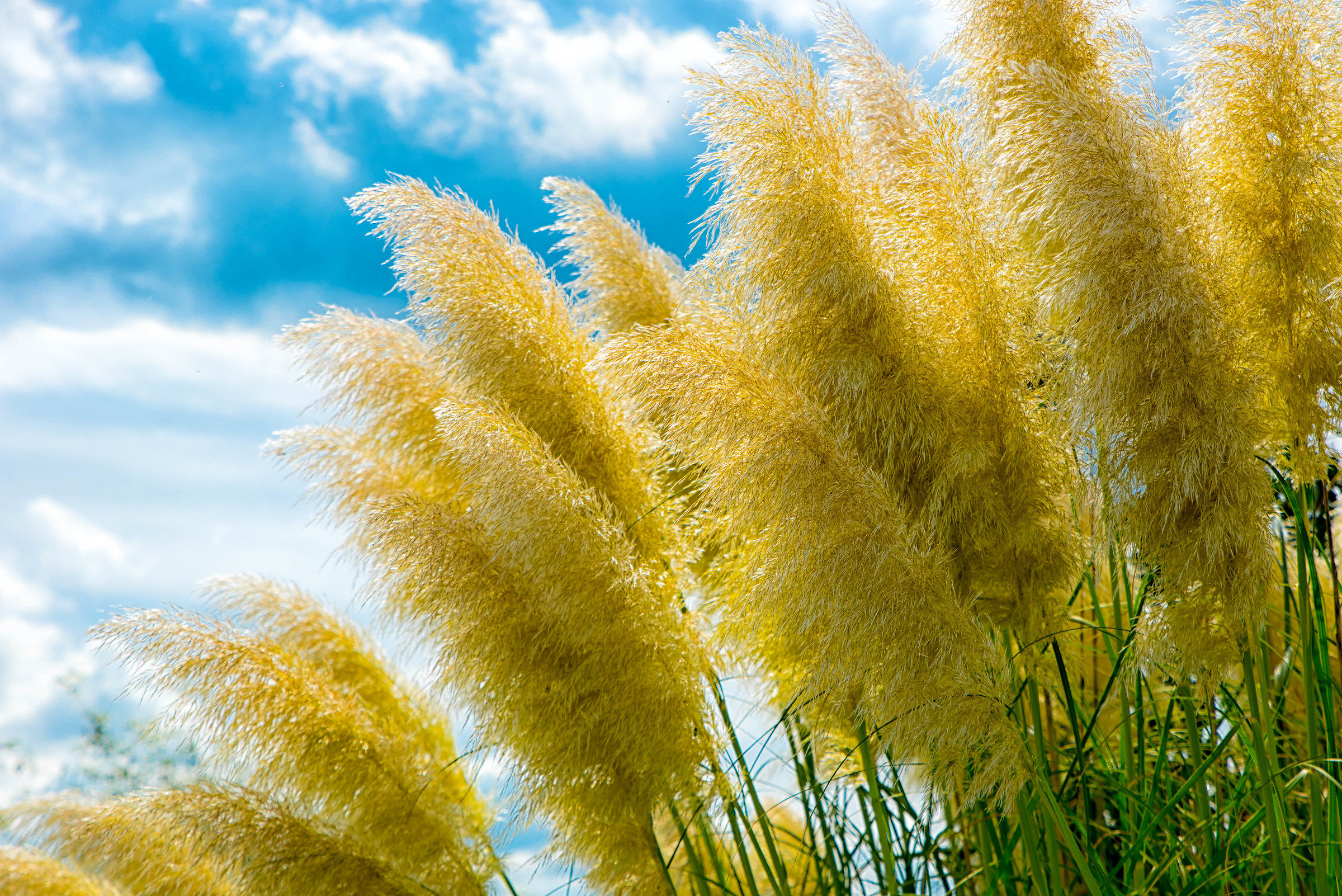 Pampas grass