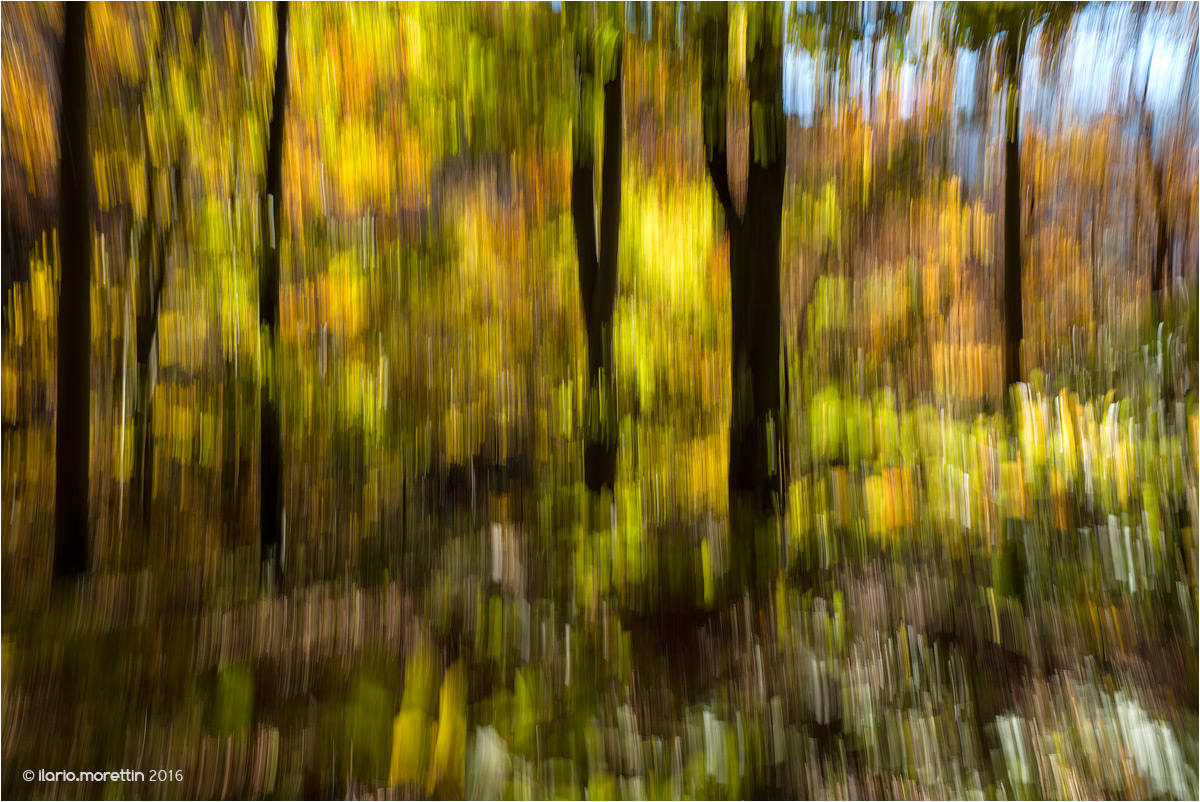 Tutti i colori del bosco