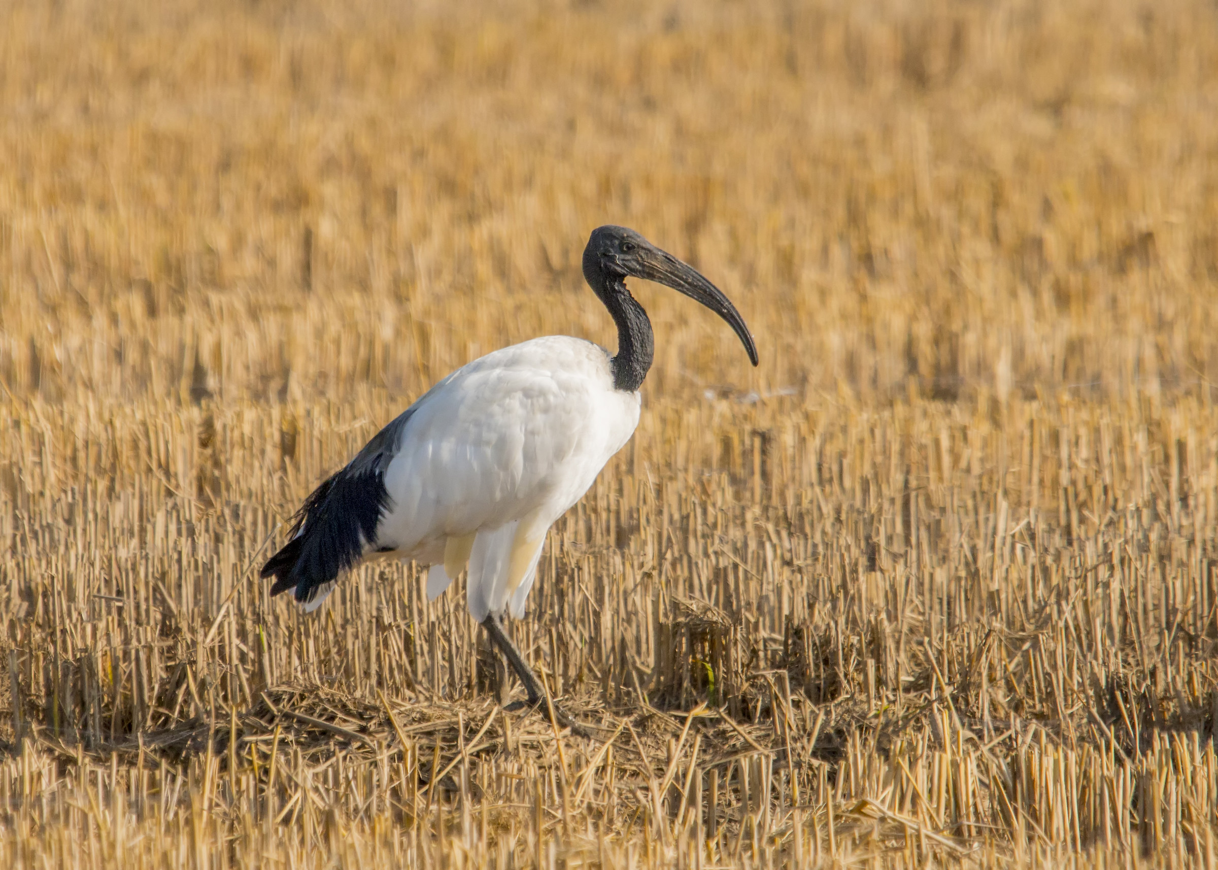 sacred Ibis