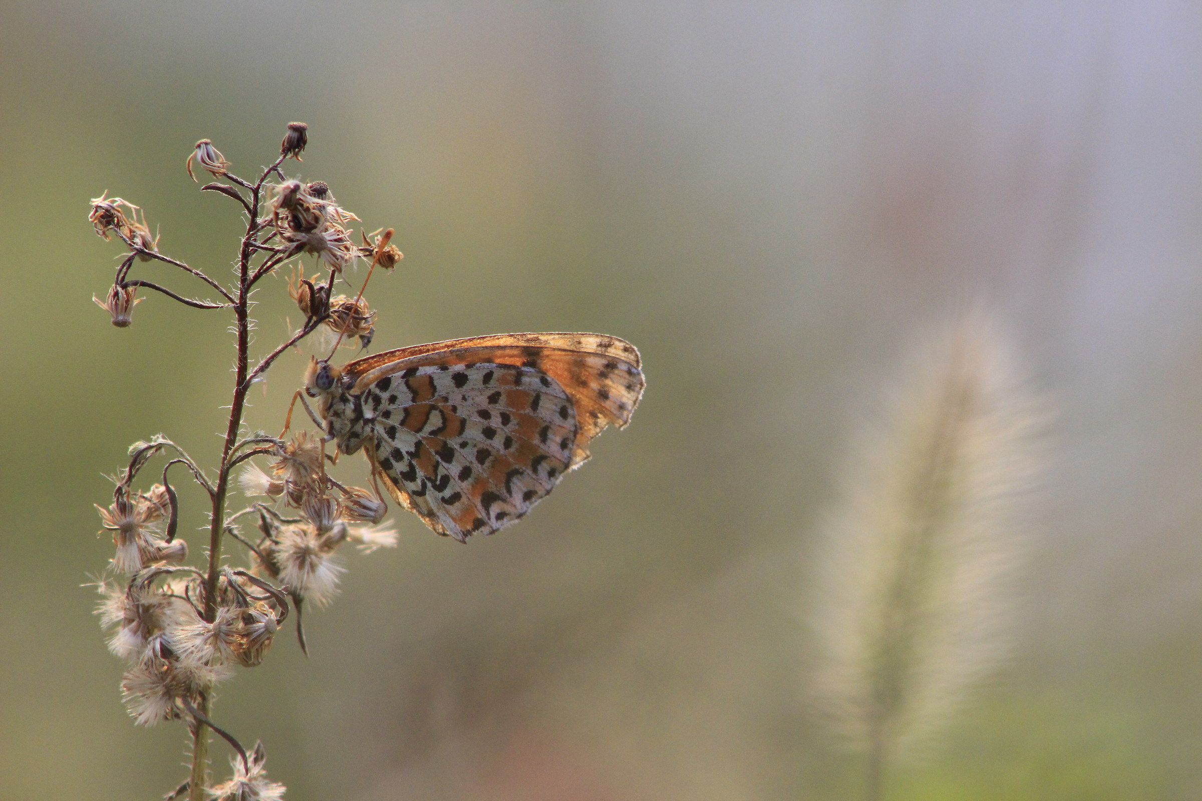 Melitaea didyma