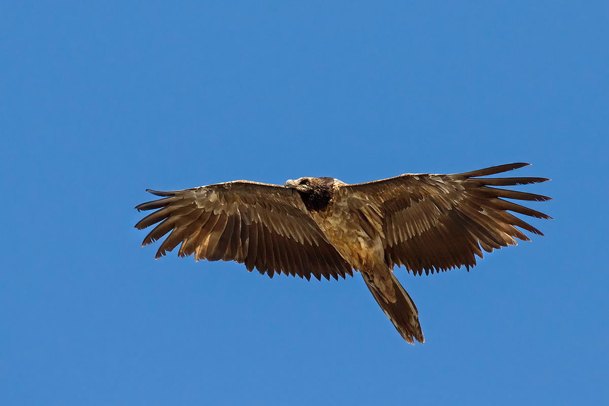 giovane gipeto curioso