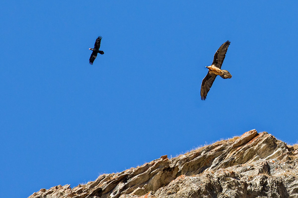 gipeto e corvo imperiale