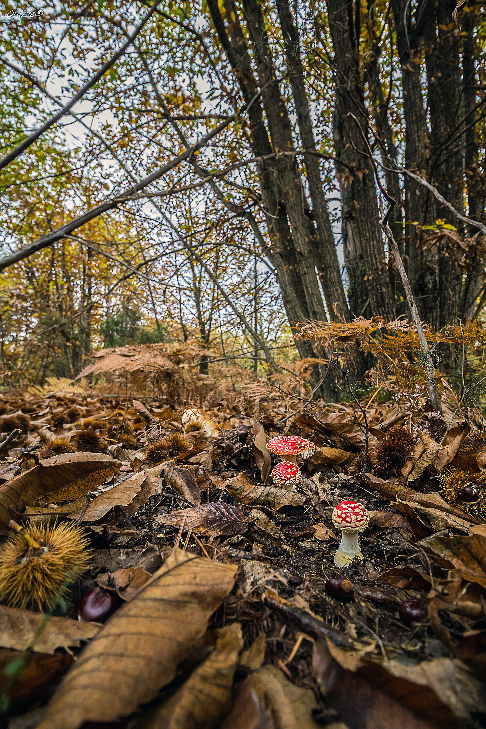 The wonder of the forest