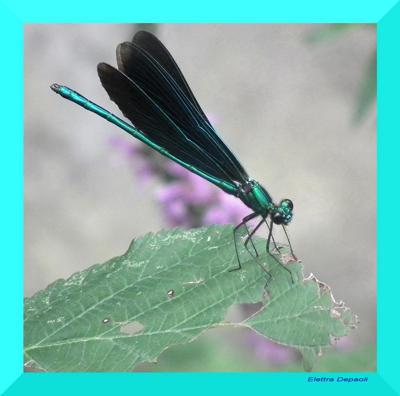 Blue dragonfly