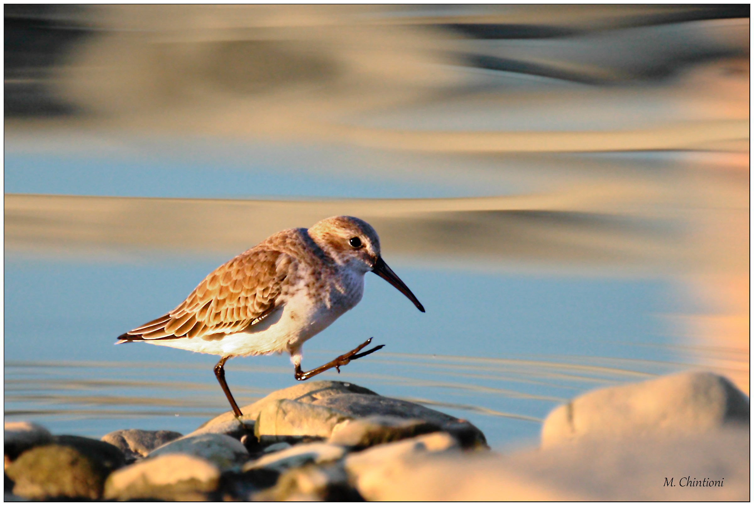 Piovanello Pancianera