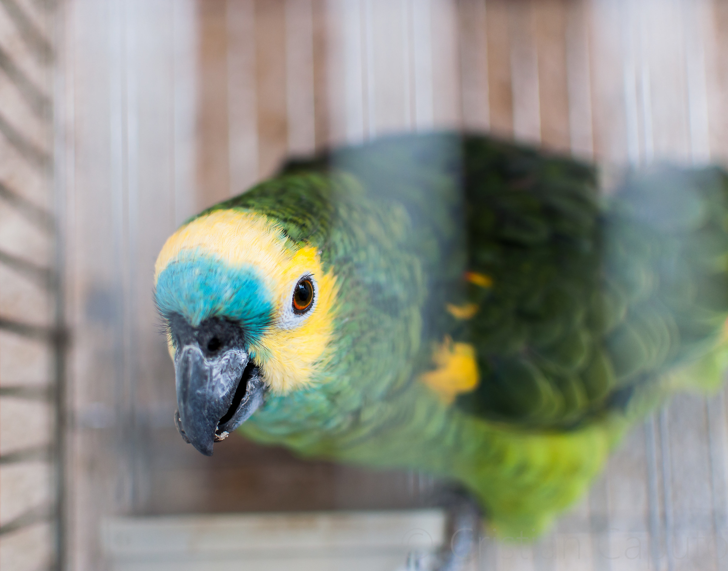 Hey there .. company in Alfama