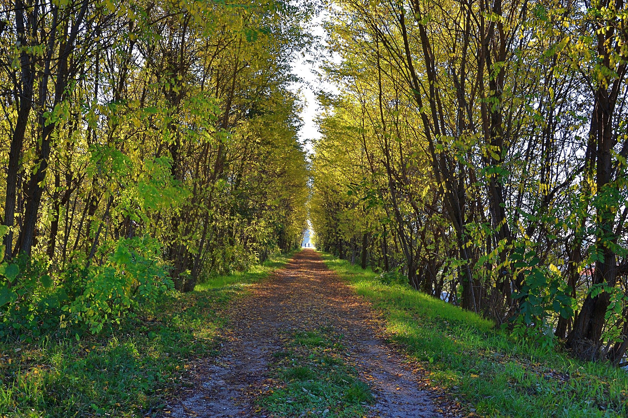 Viale verso l'autunno