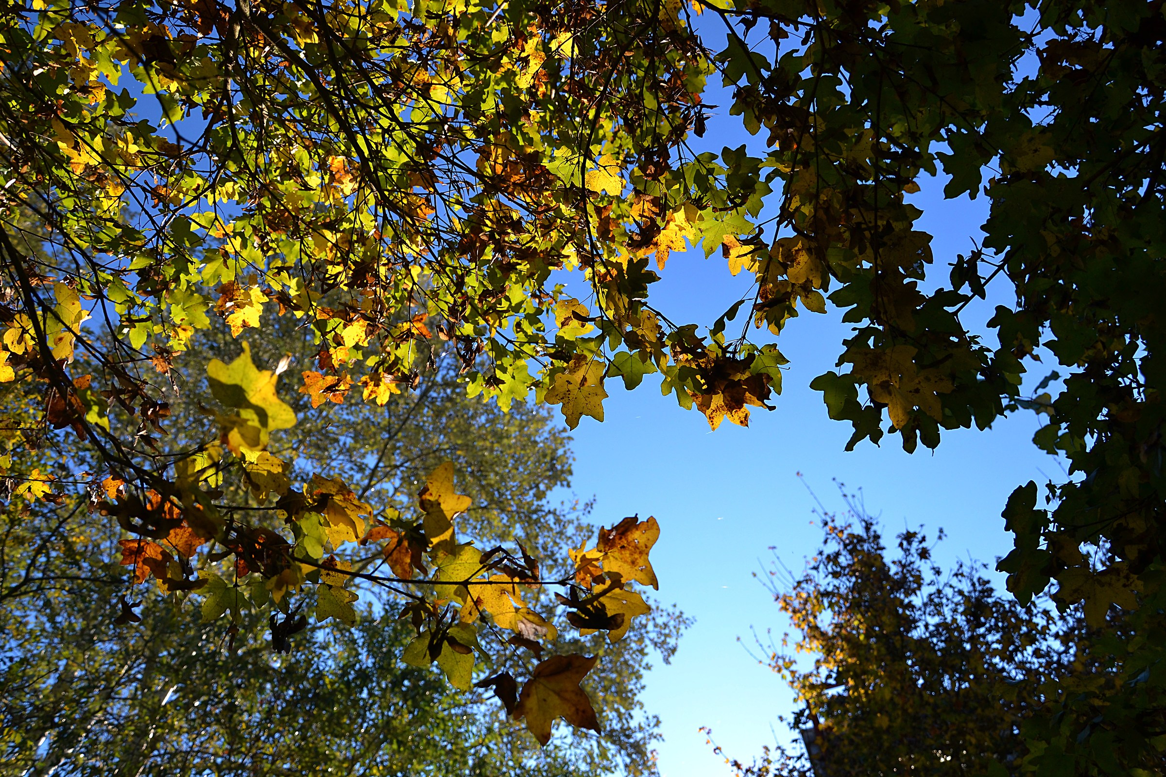Uno sguardo al cielo attraverso l'autunno