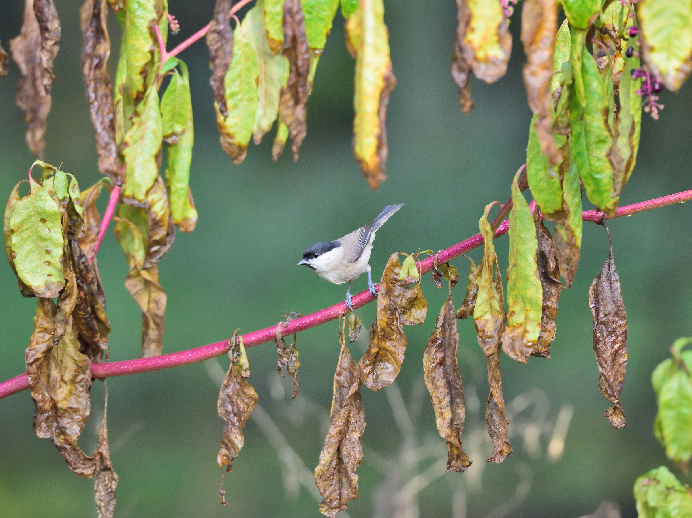 willow tit