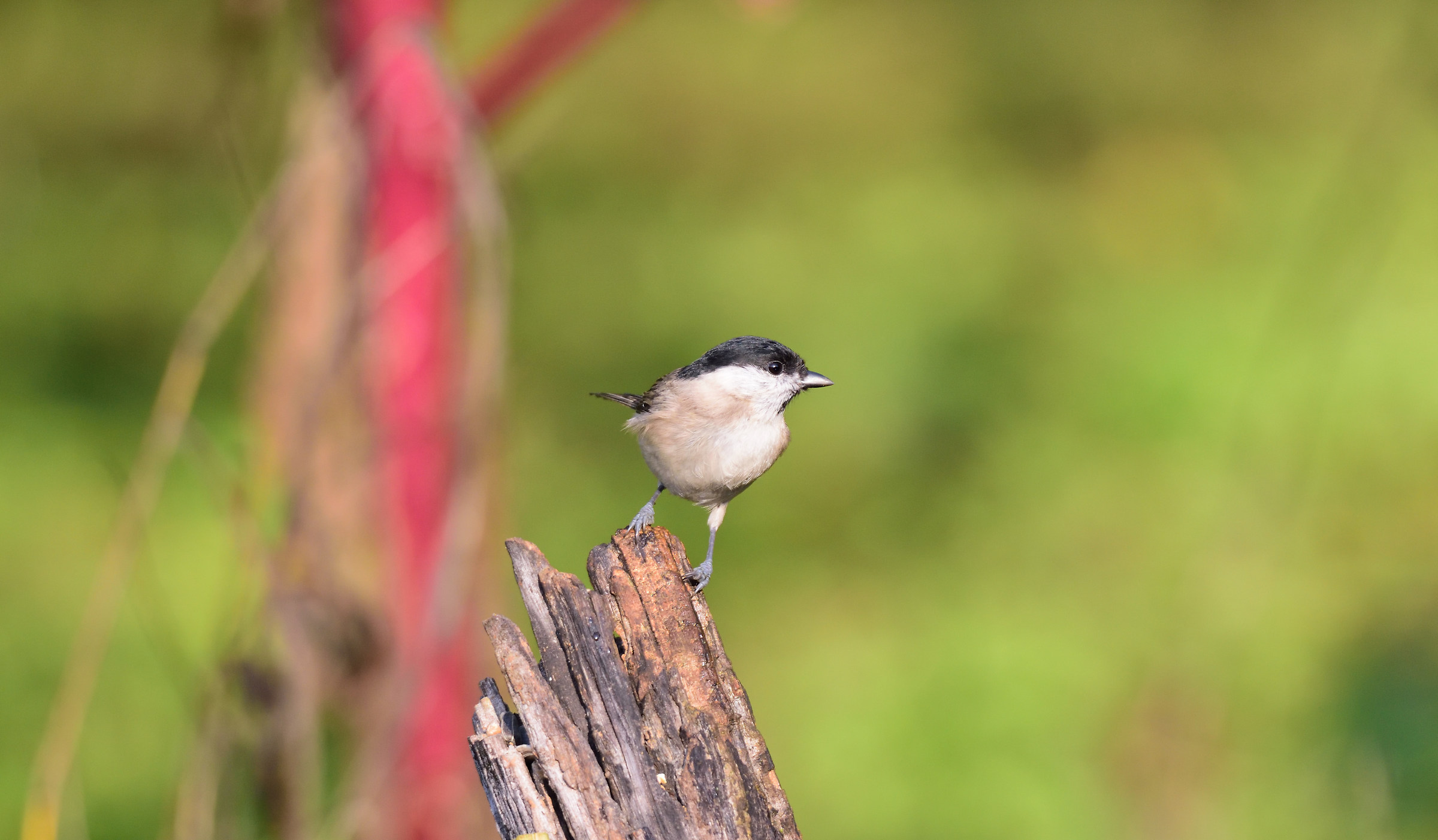 willow tit