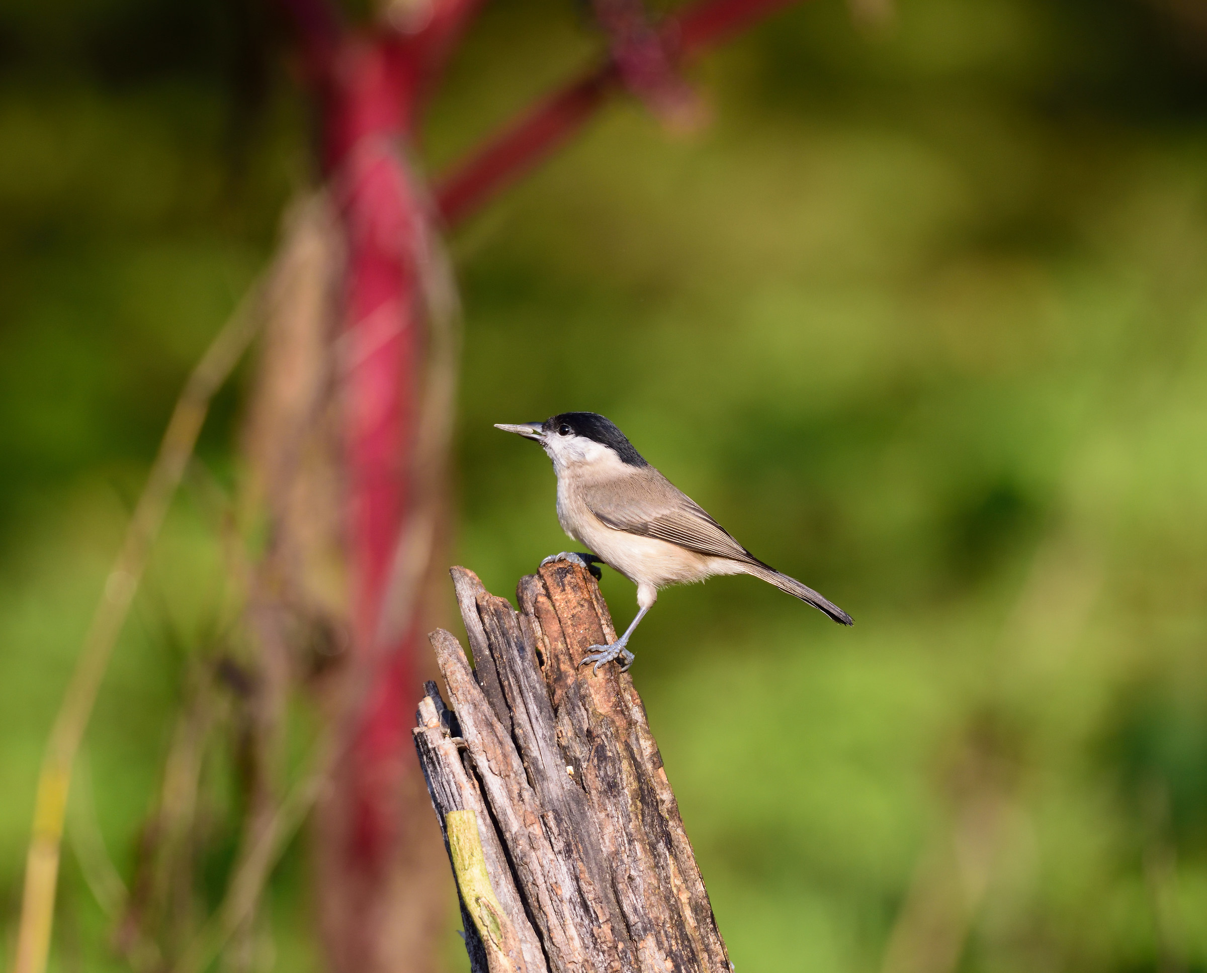 willow tit