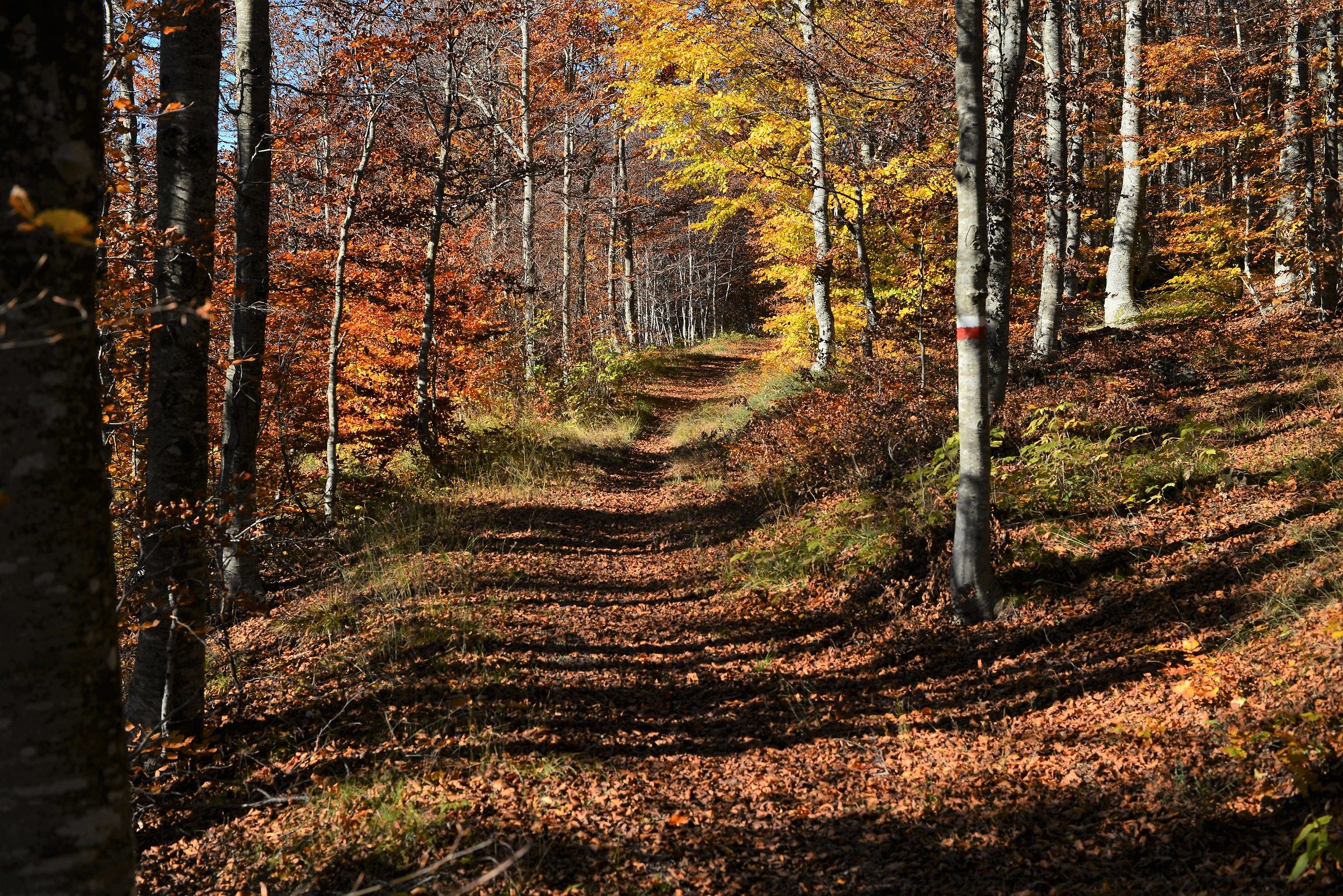 Autumn in the forest