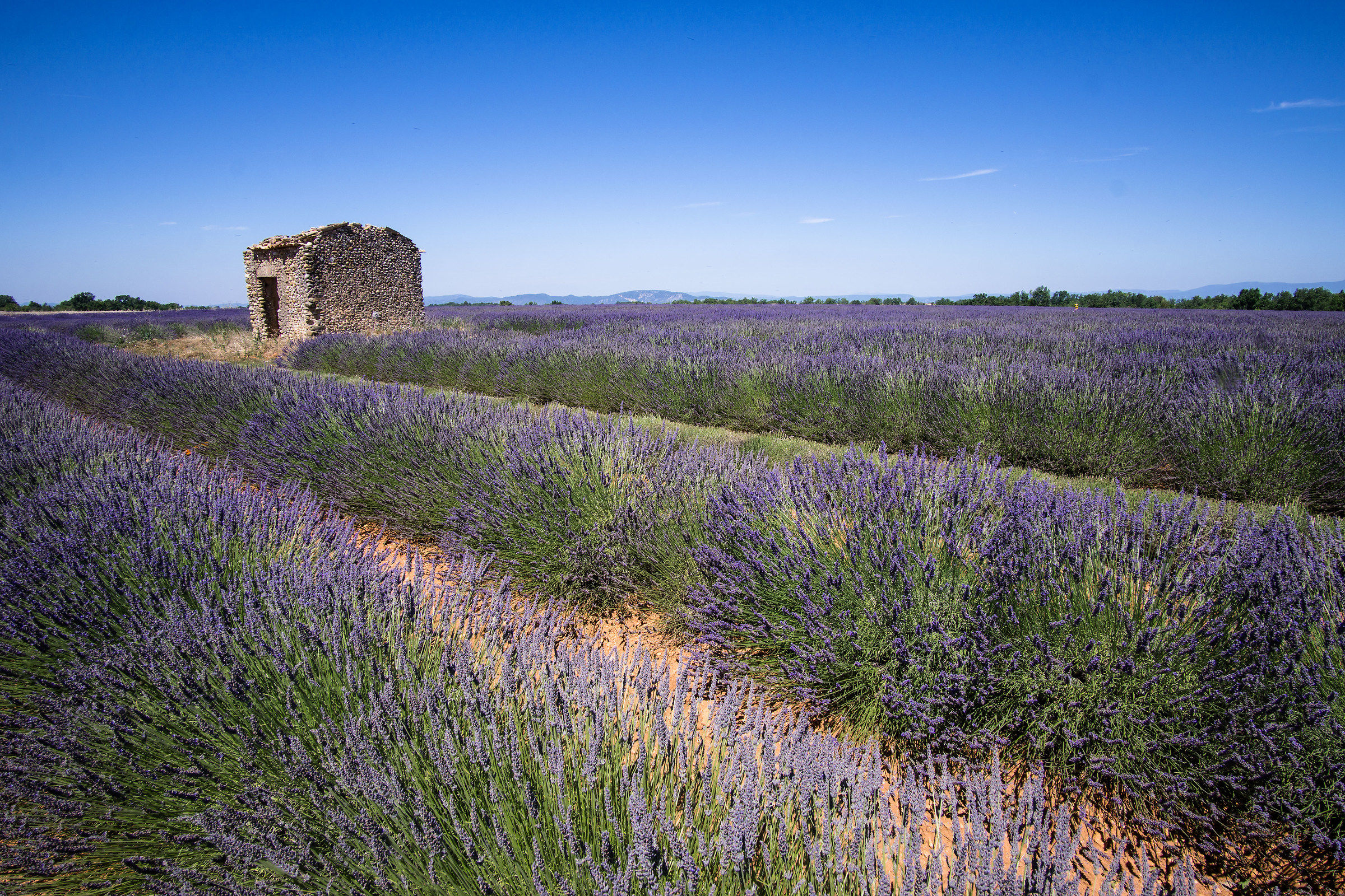 Lavender in Valensole