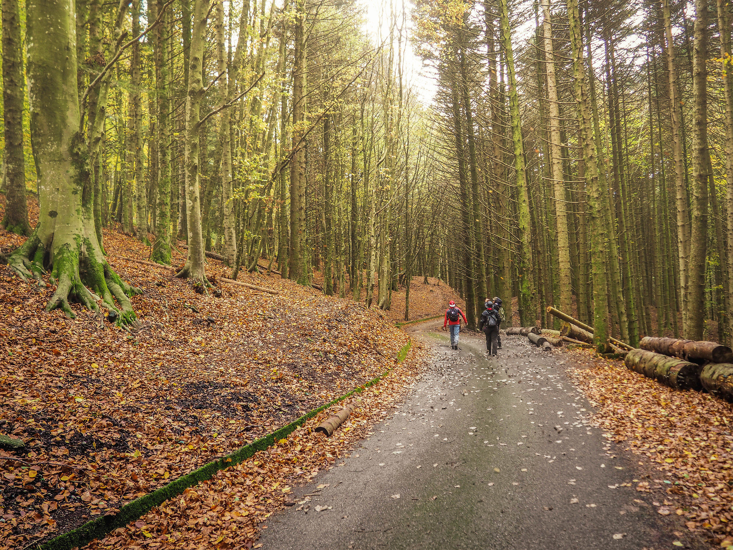 Sugli alberi, le foglie