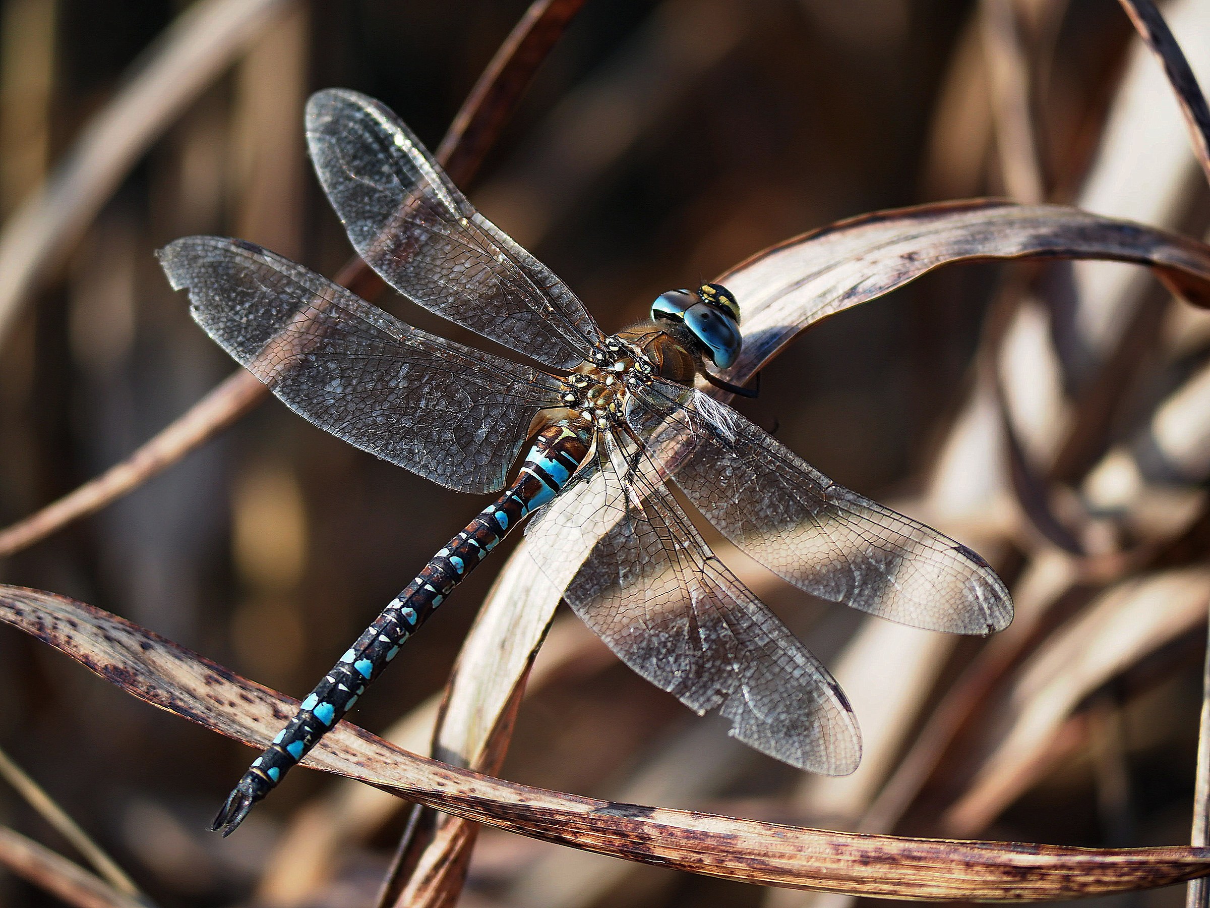 Dragonfly