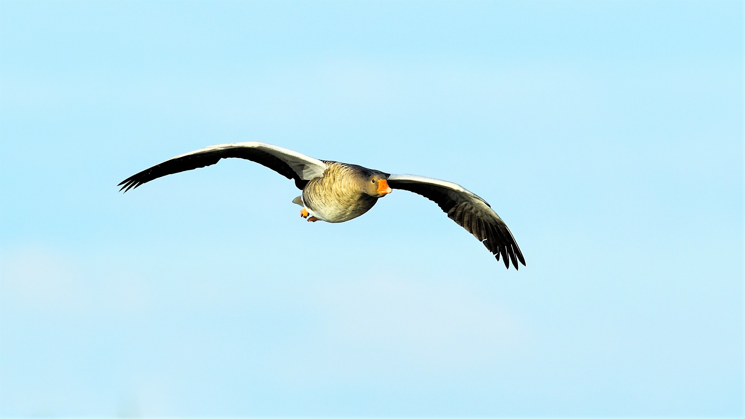 wild goose in flight