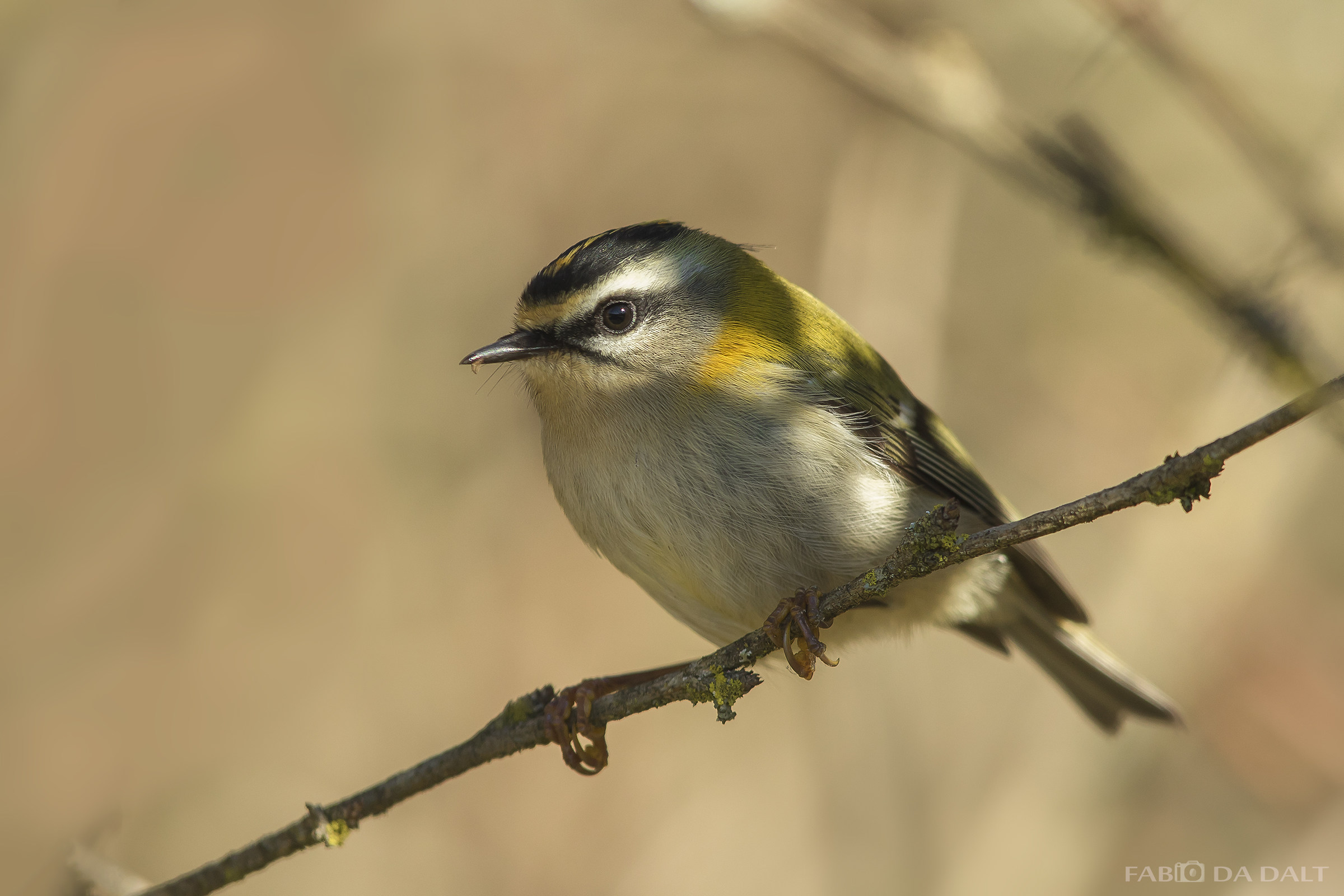 Firecrest