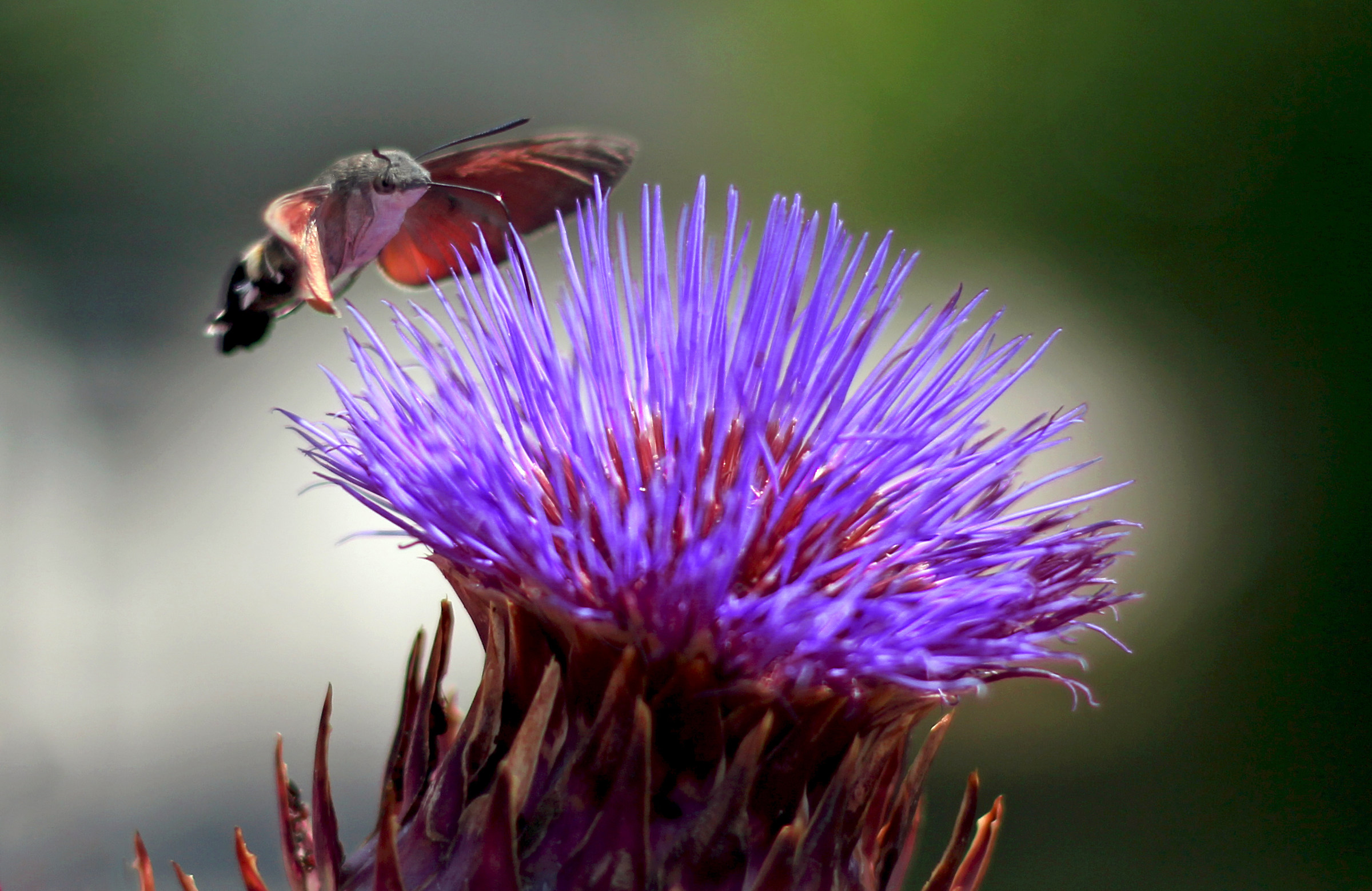 Hummingbird Insect and thistle