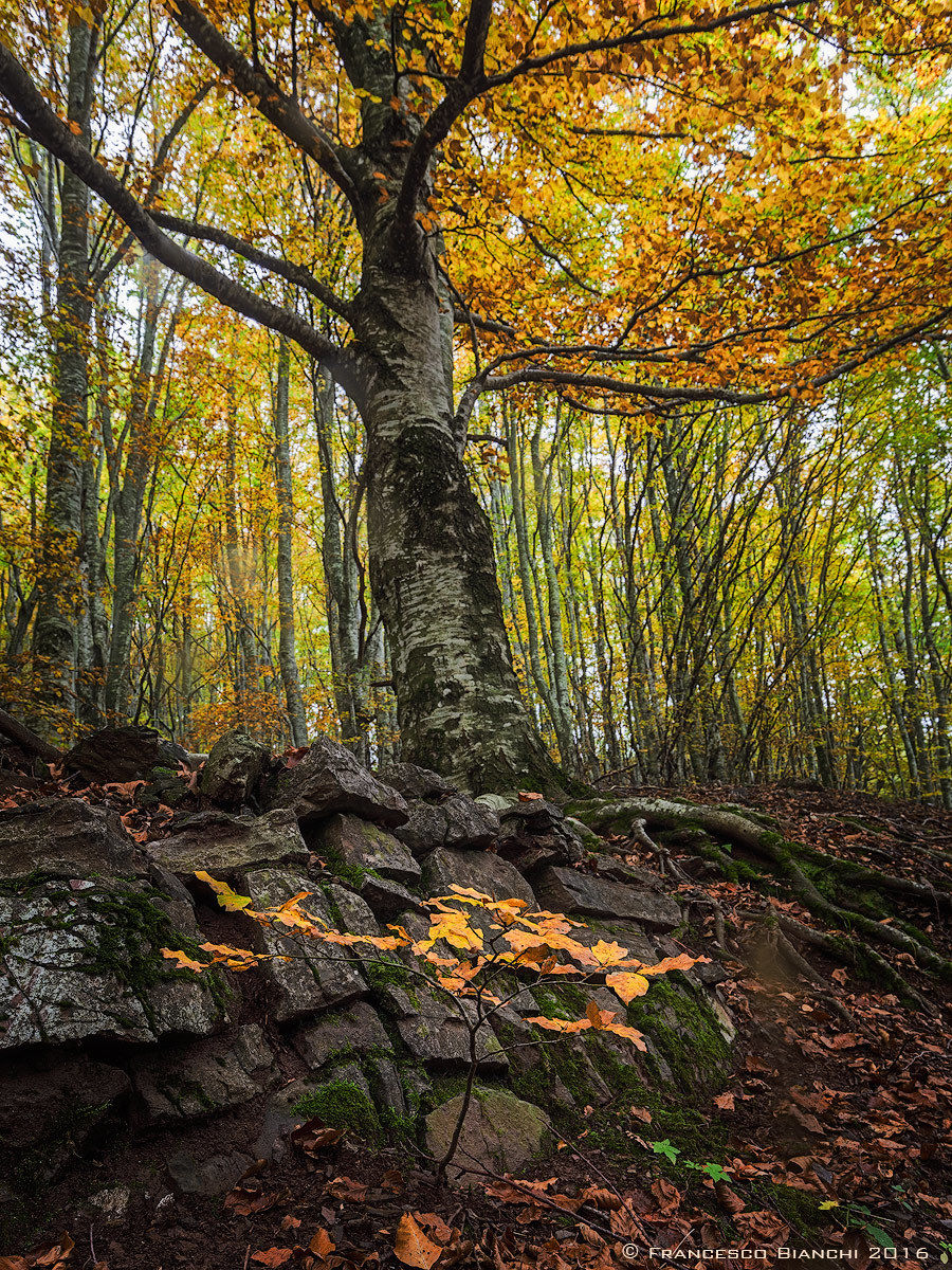 One day I grow up ..