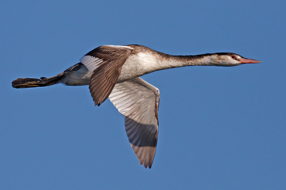 Great Crested Grebe