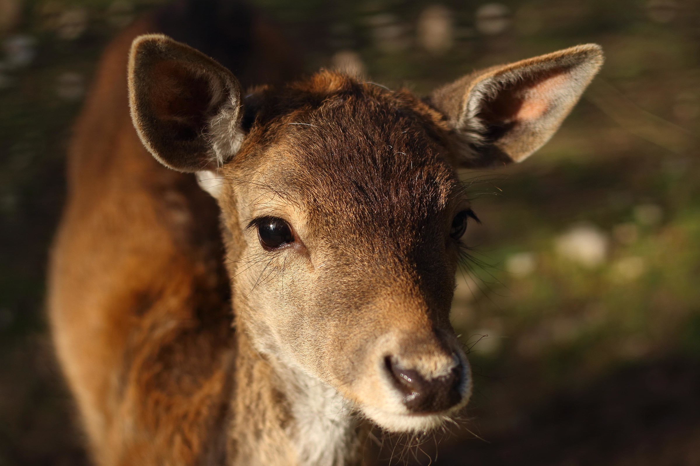 Portrait of deer