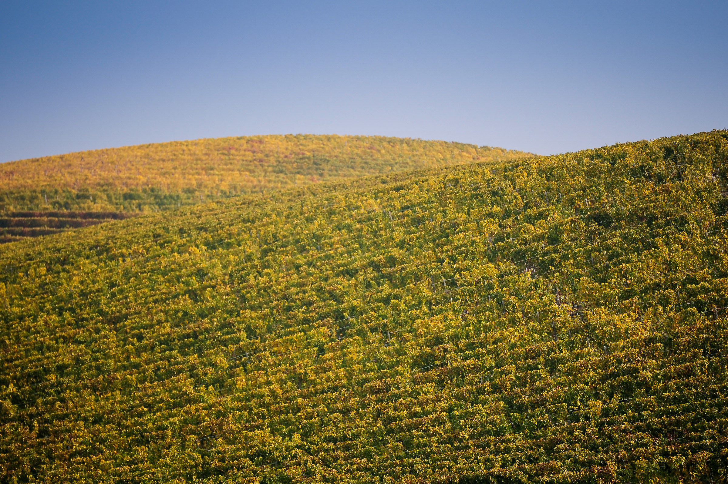 Autunno nel Monferrato