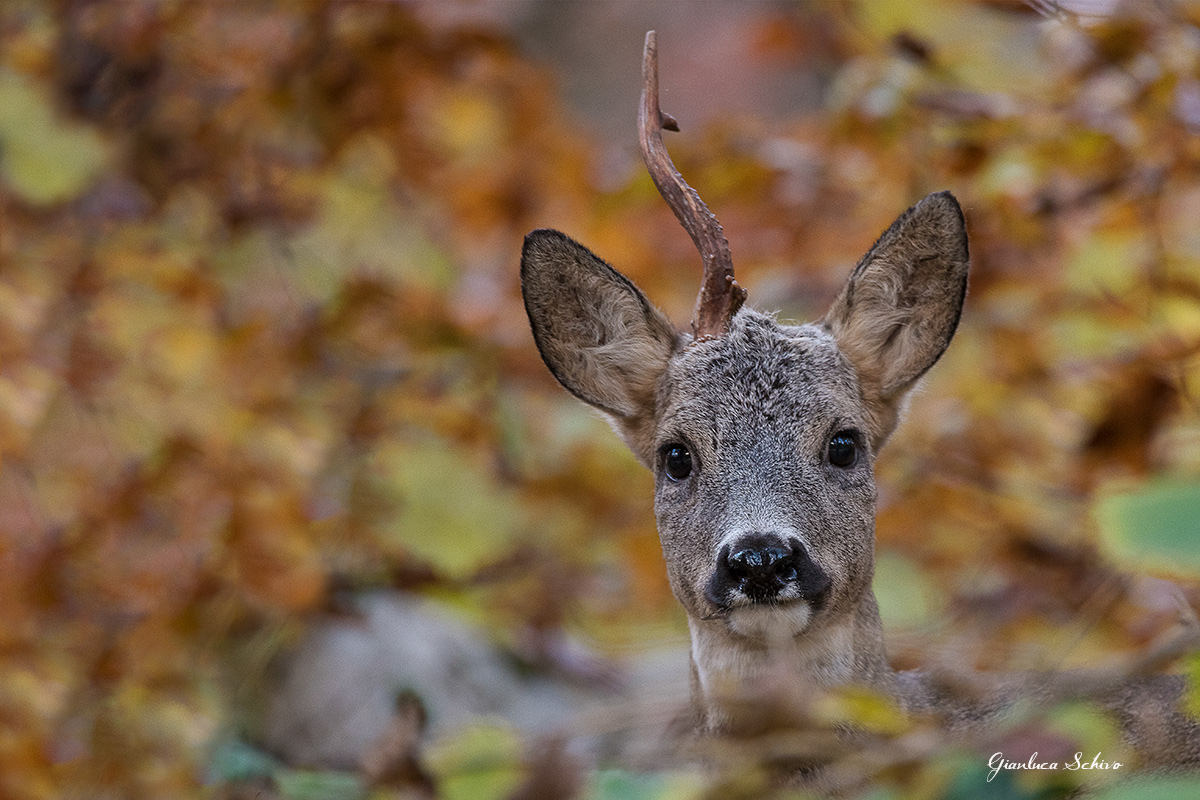 Capriolo autumn
