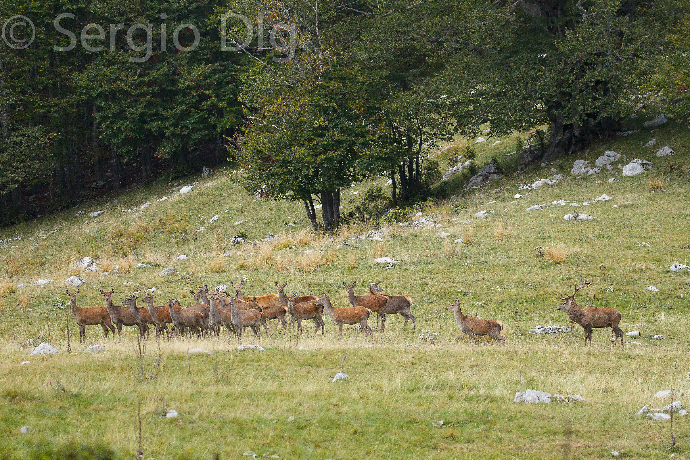 Deer in the Abruzzo mountains