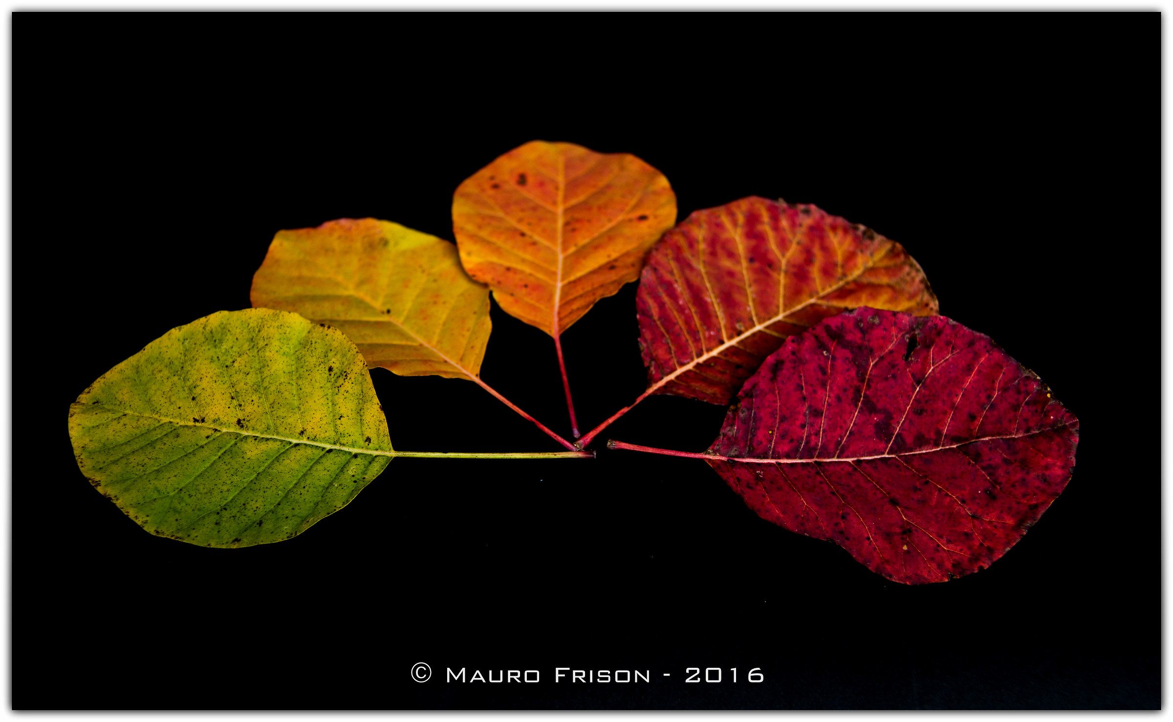chromatic evolution of a leaf
