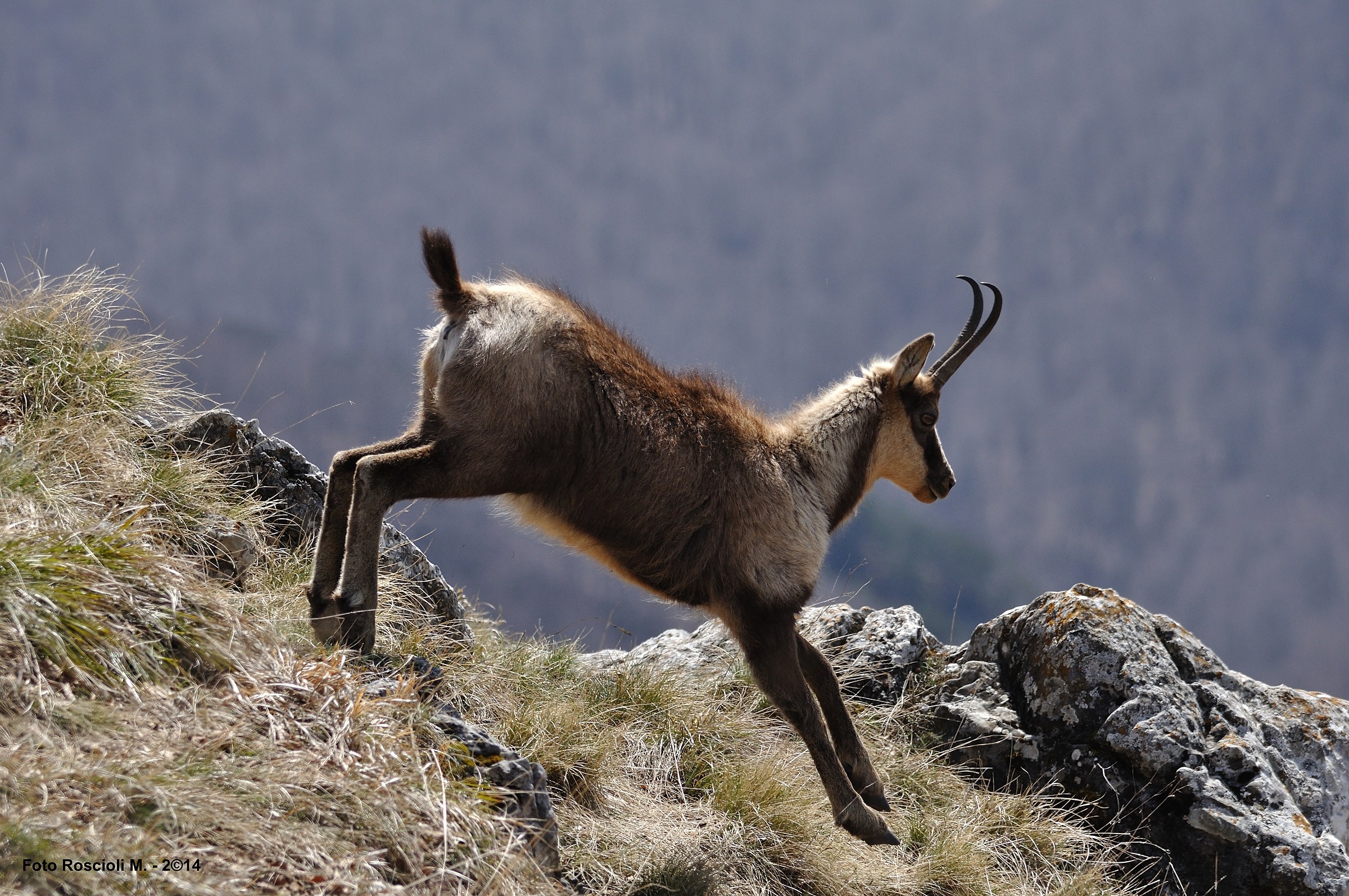 Il balzo del camoscio!