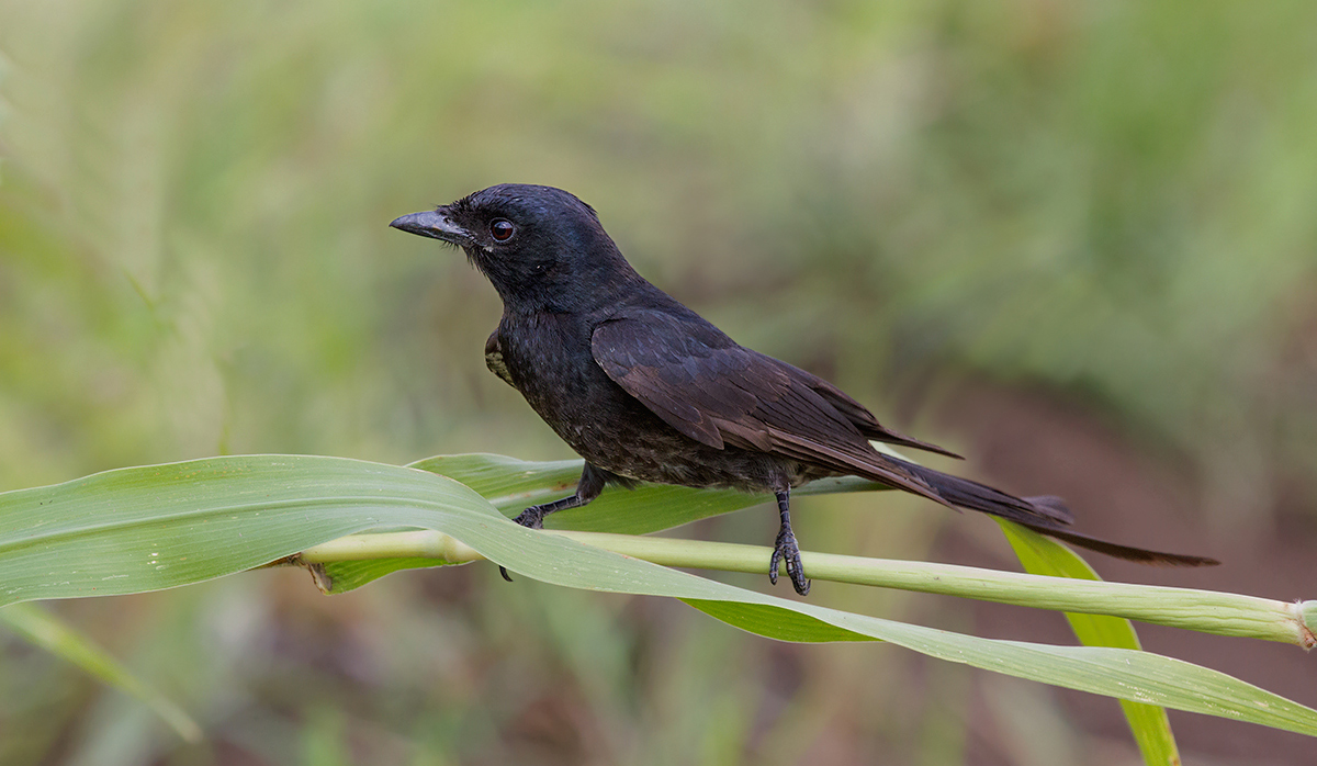 Black Drongo.