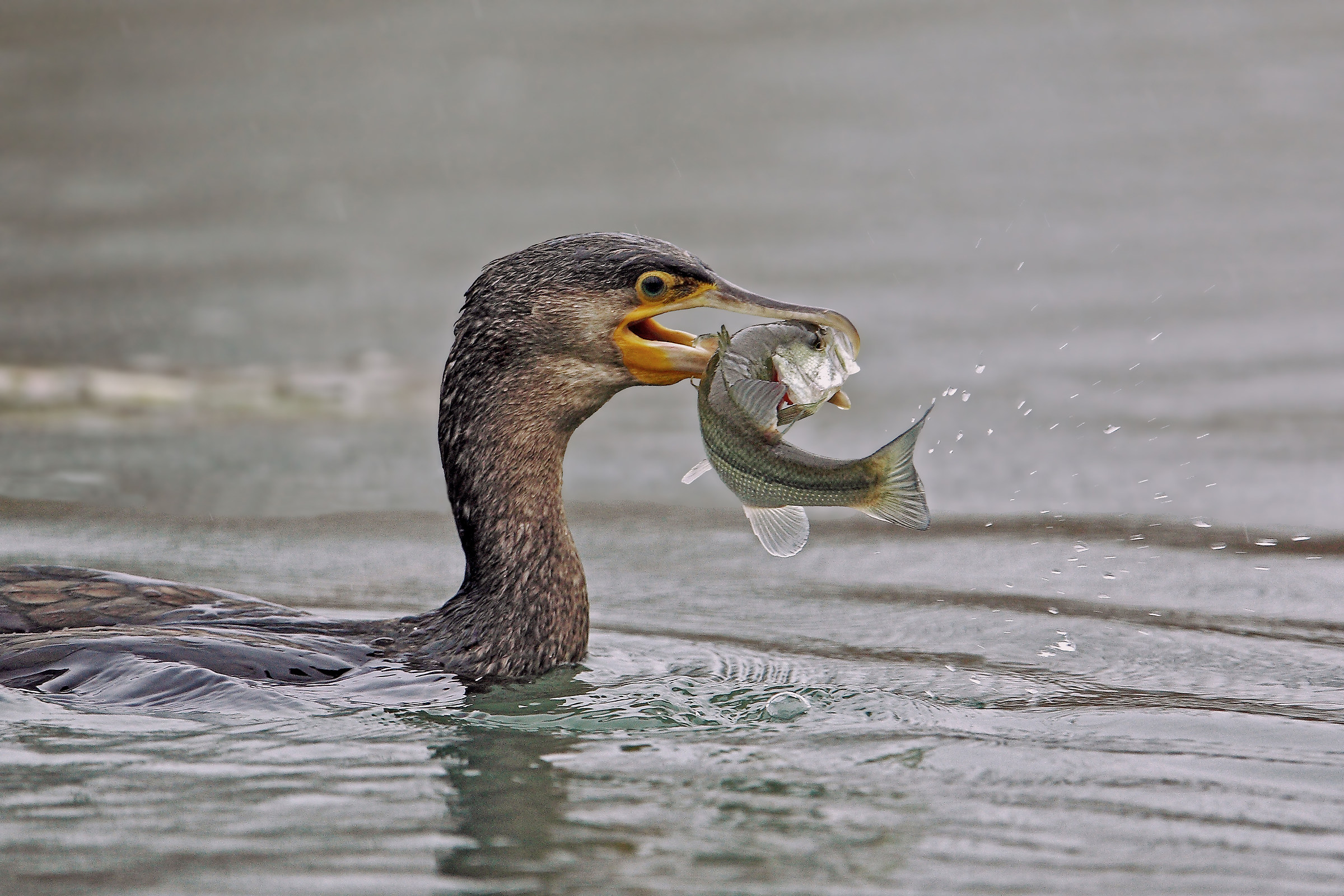 deadly Cormorant