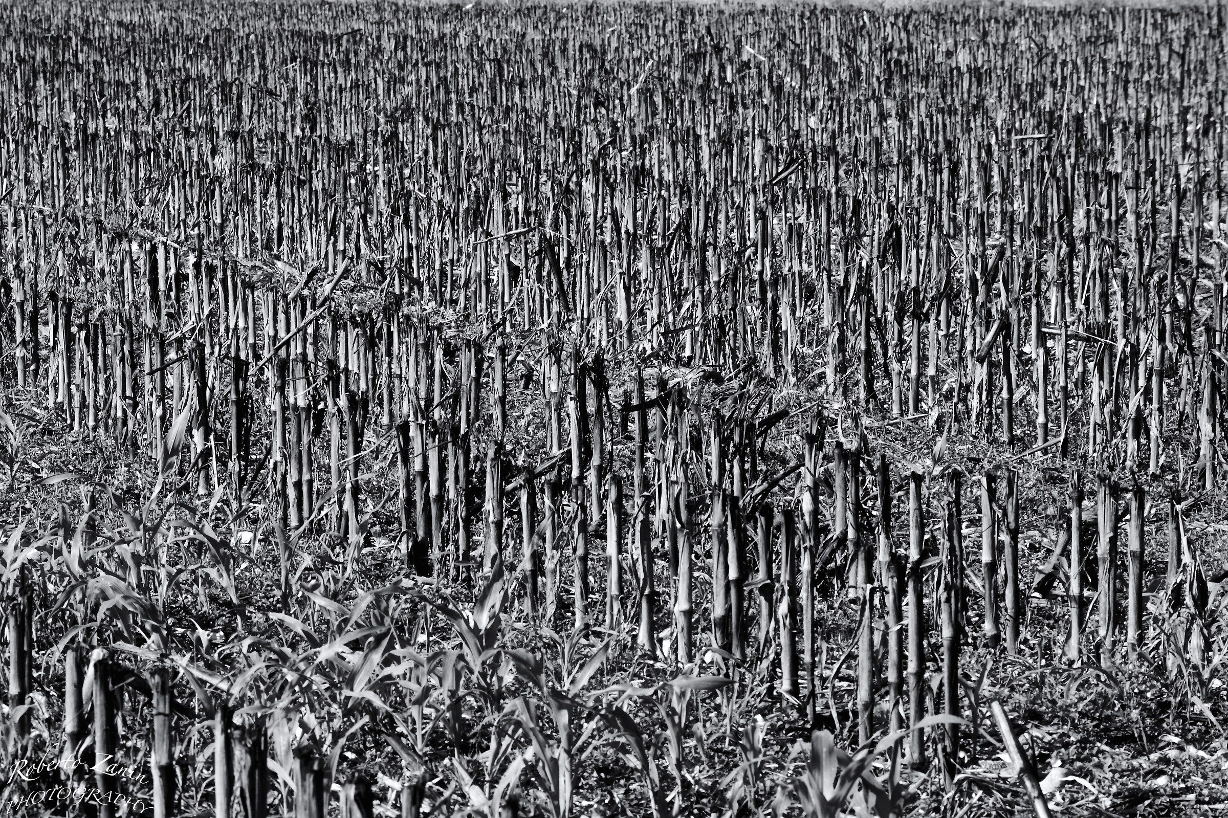 Il fu.........campo di mais