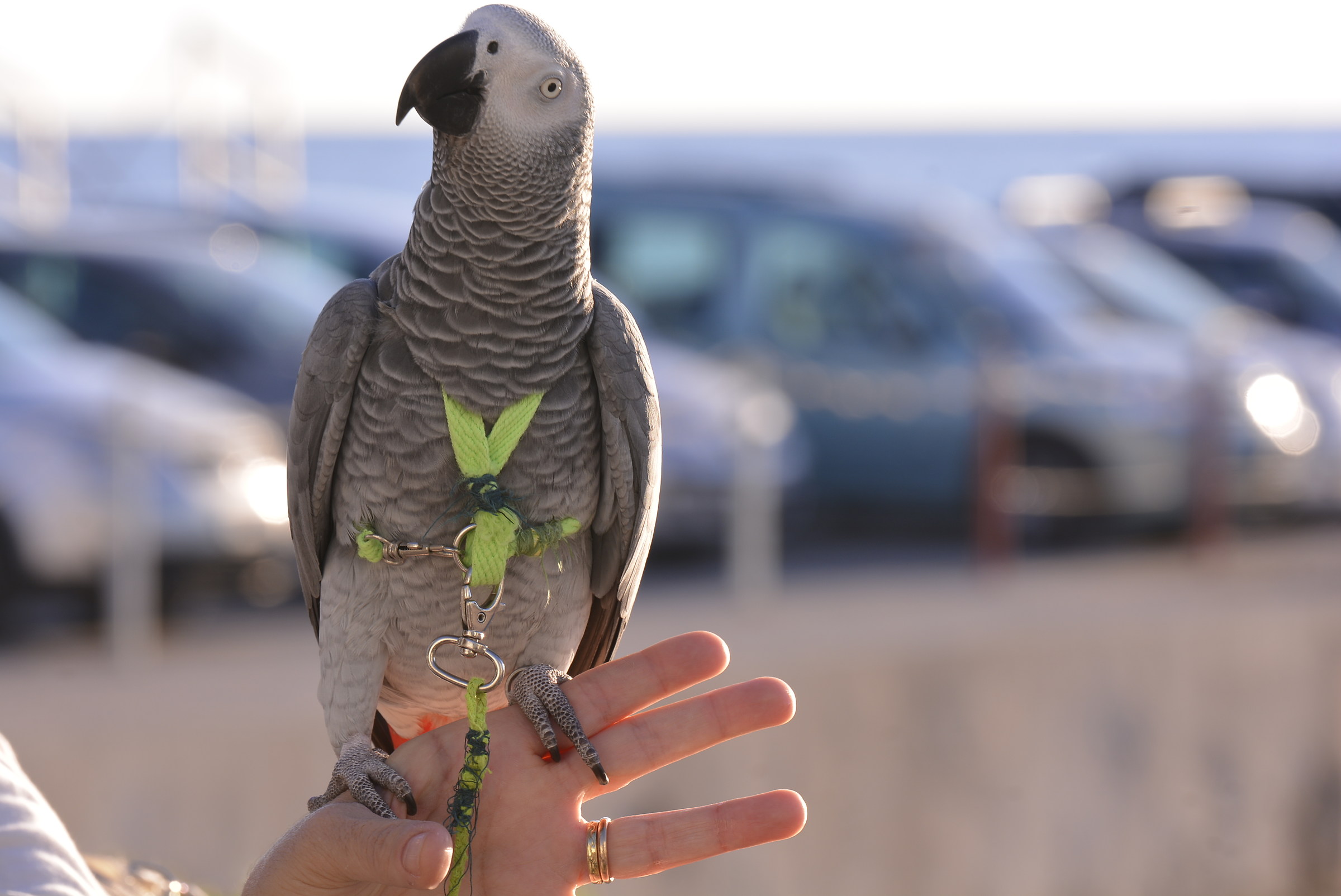 a spasso come un pappagallo ....