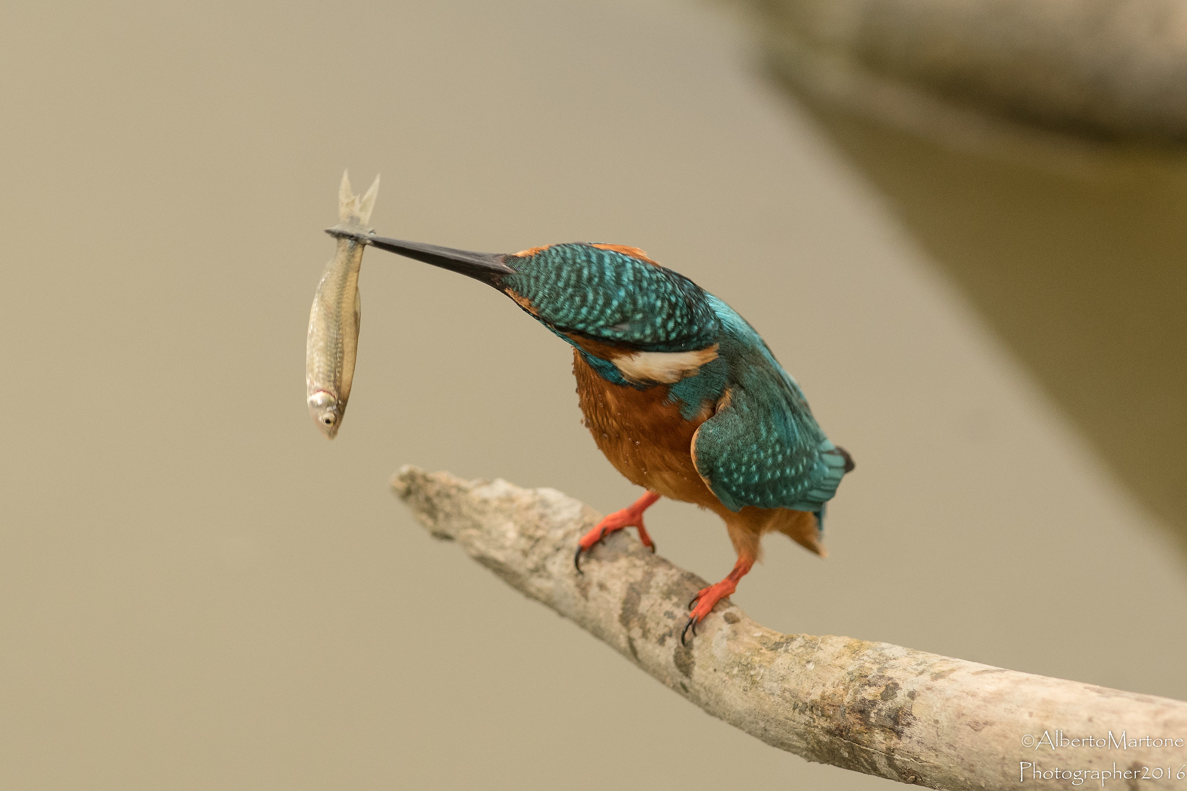 Ti muovi ancora ????