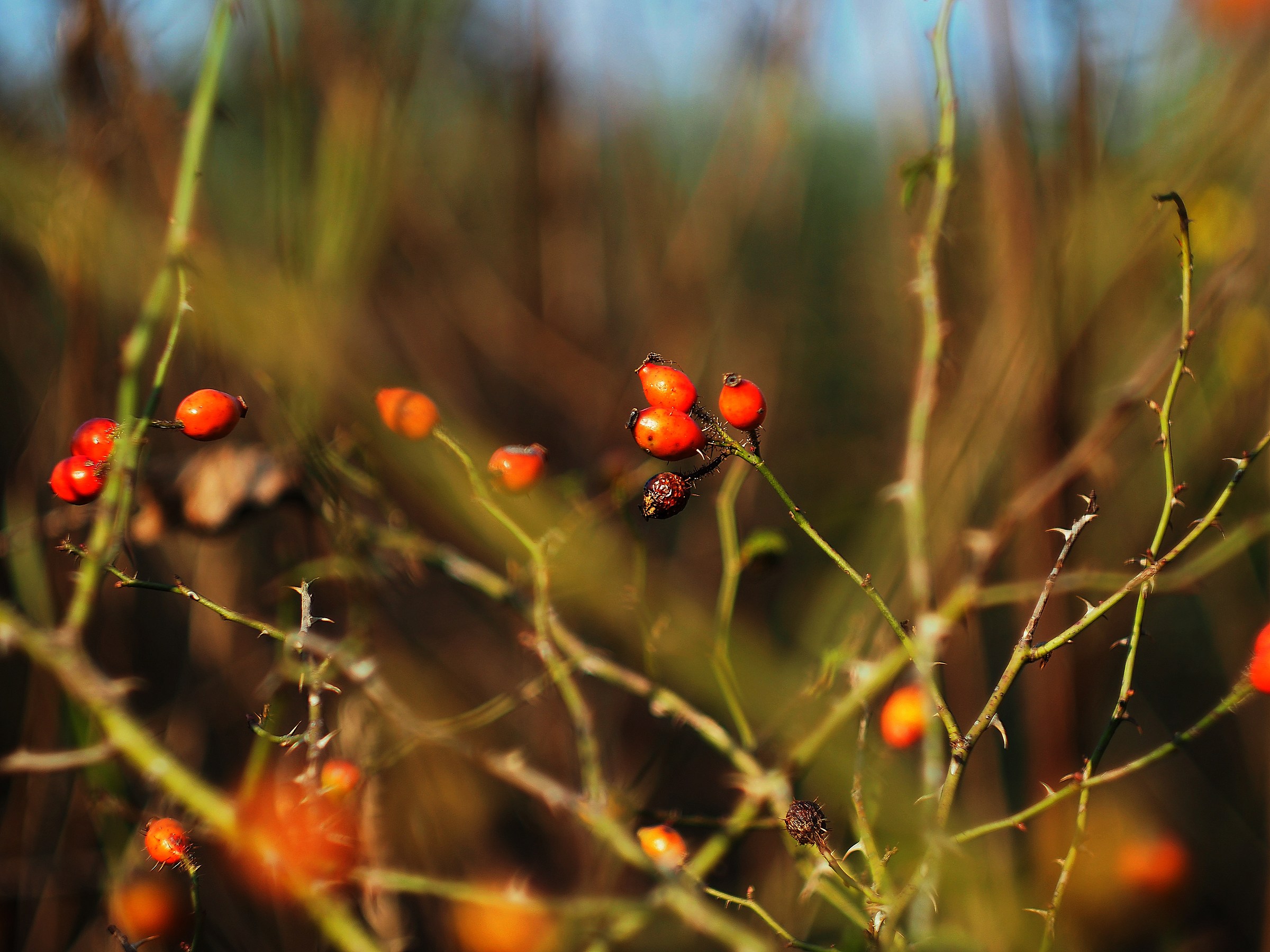 Berries and Helio 44.