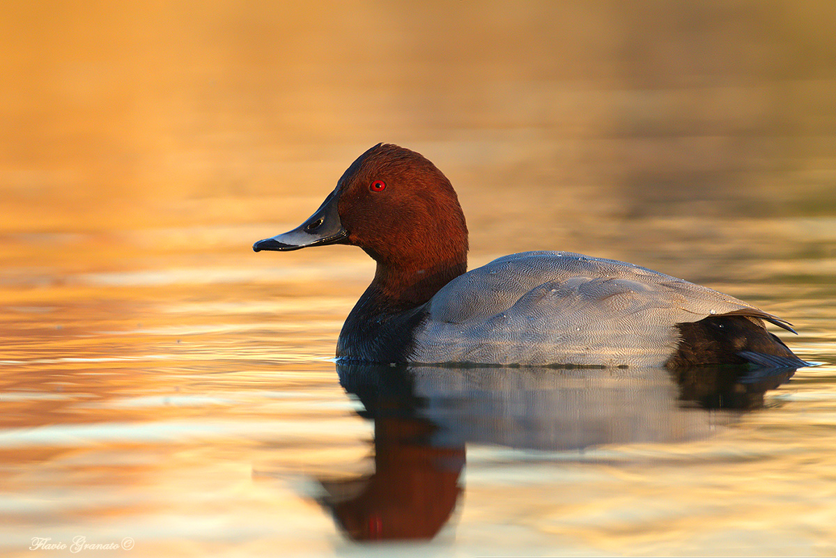 moriglione al tramonto