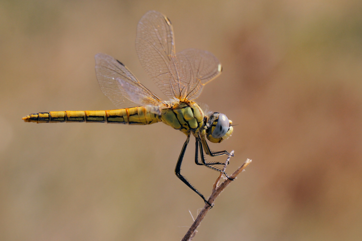 Sympetrum Fonscolombii