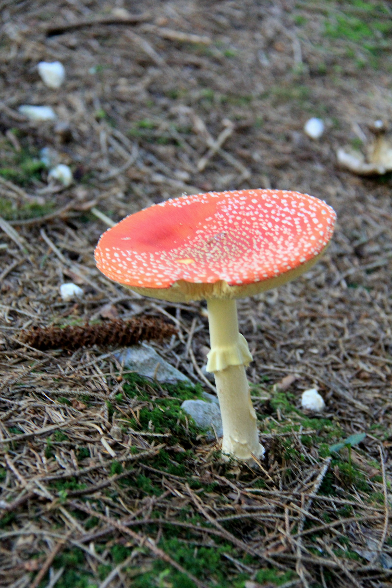 The fruit of the forest