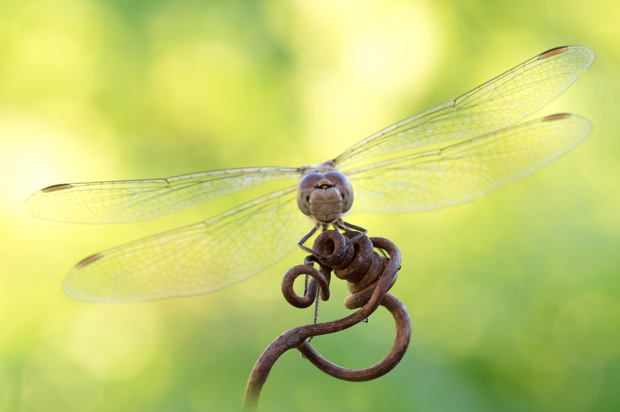 Ritratto di Sympetrum striolatum