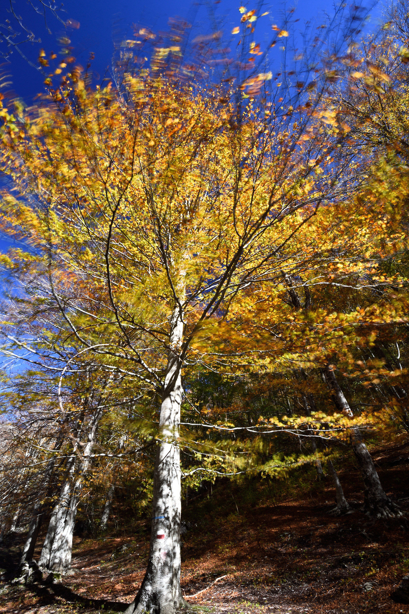 Lo spirito del Foliage