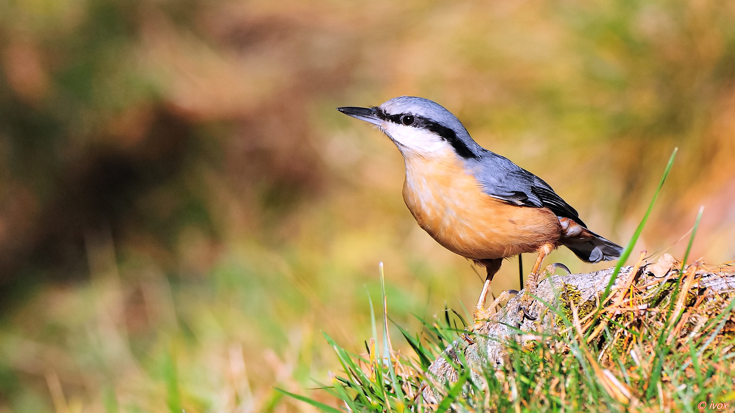 nuthatch