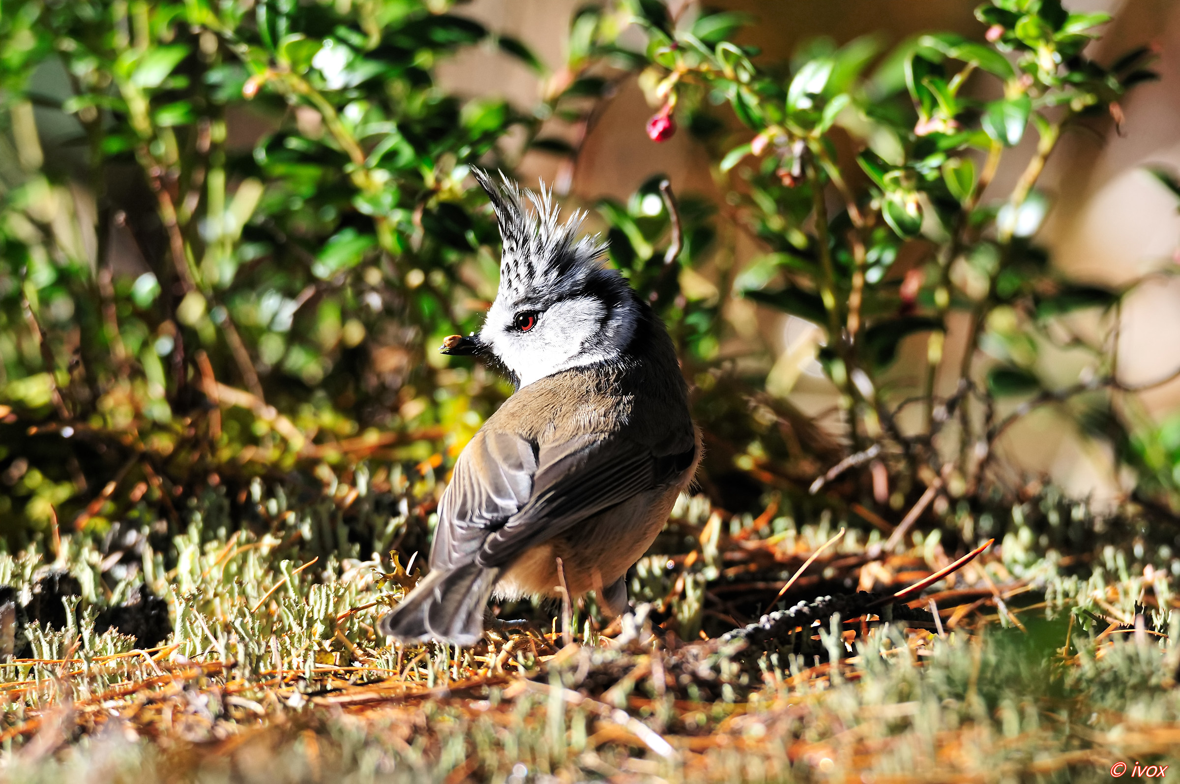 Crested Tit