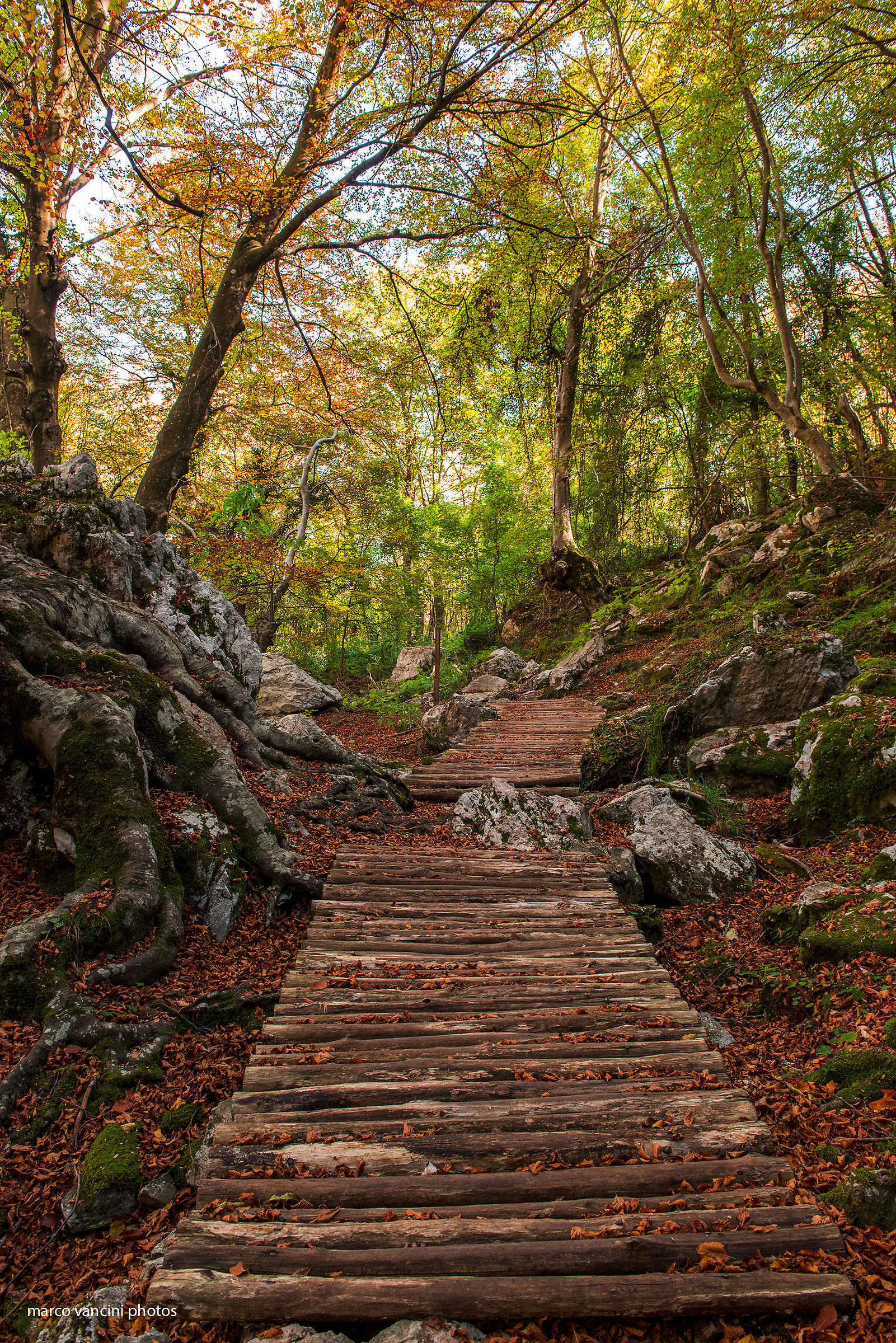 La passerella nel bosco