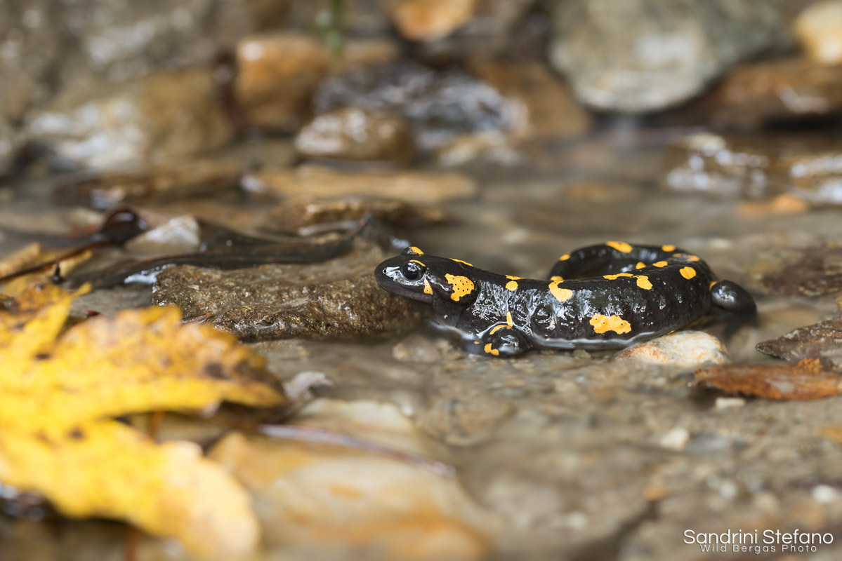 Salamandra Pezzata