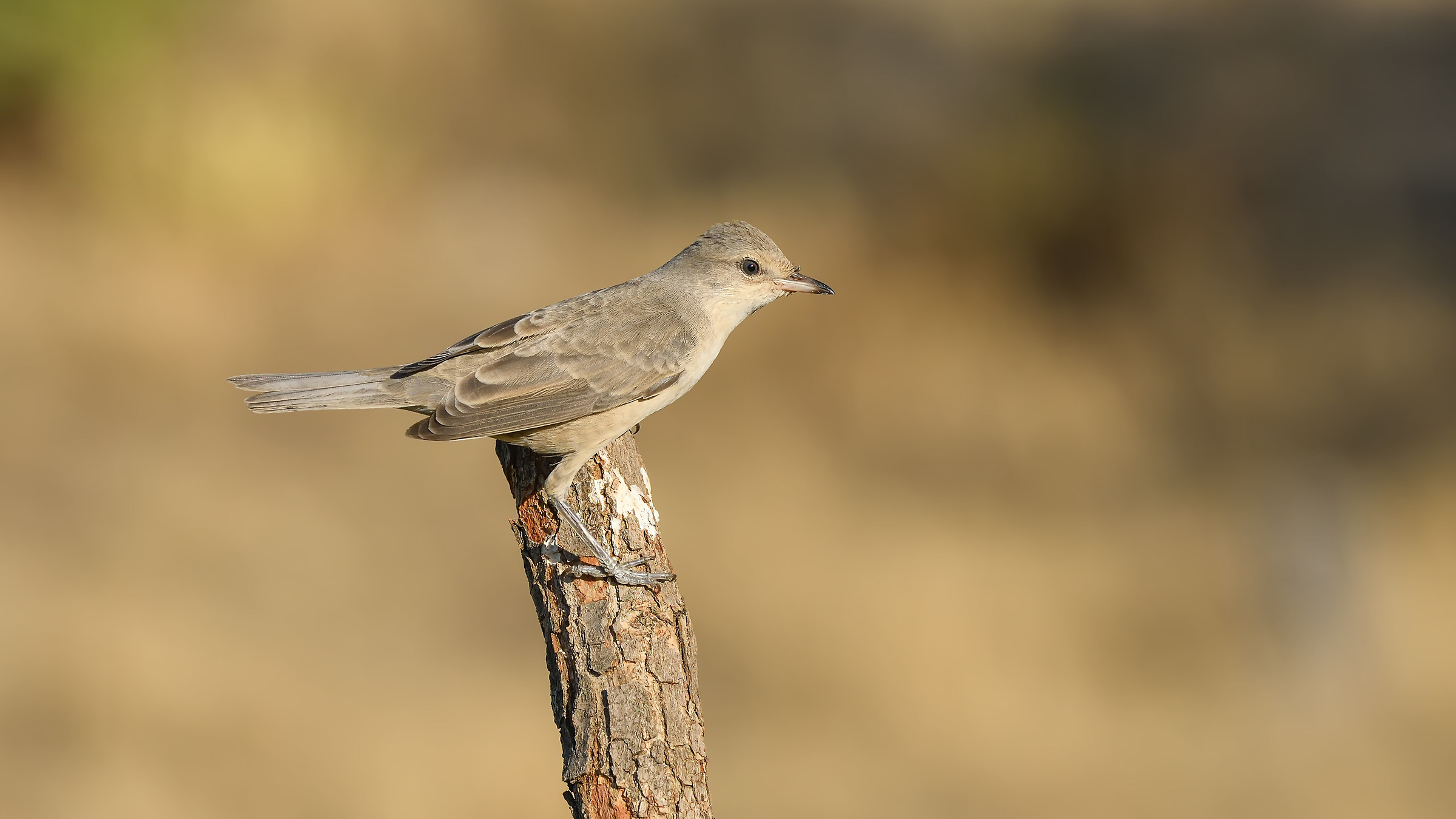 Barred Warbler / Sylvia nisoria